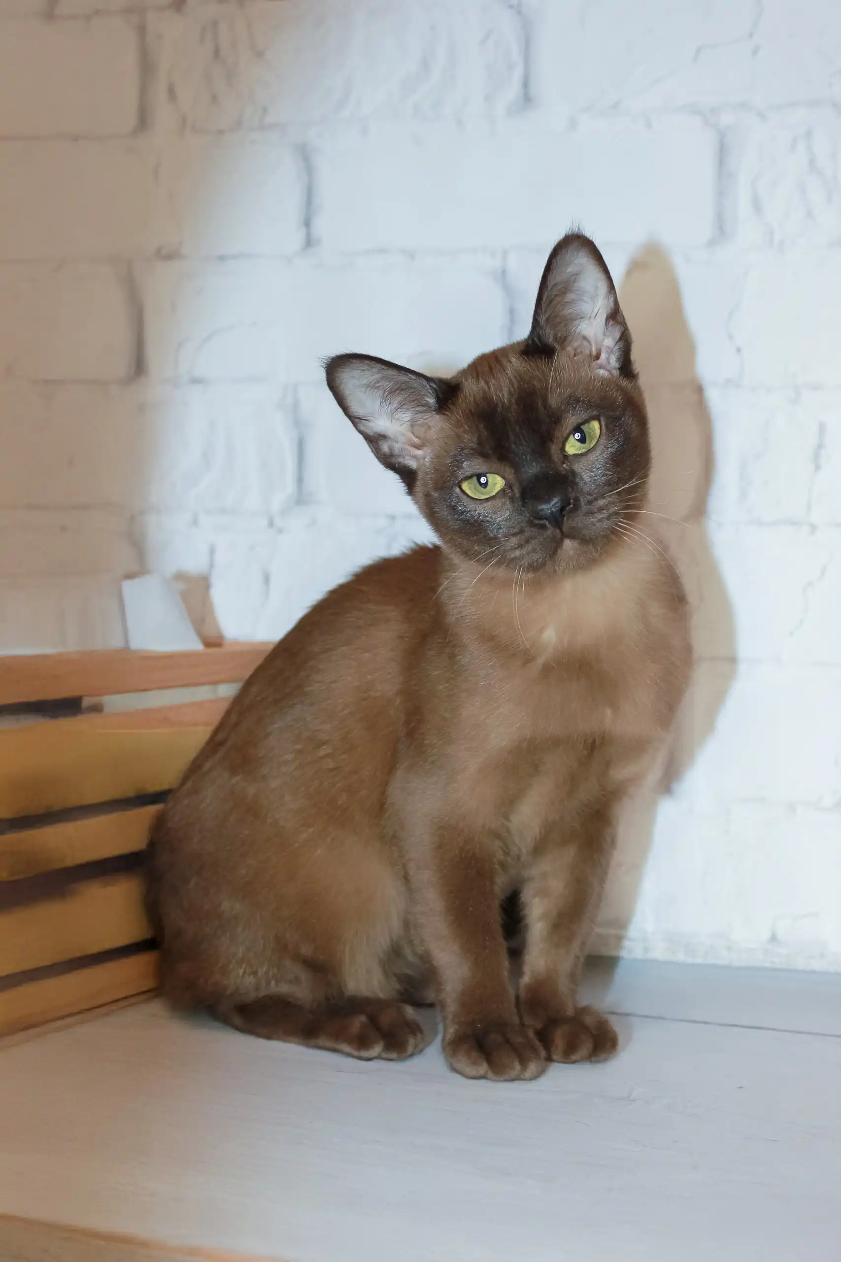 Rona | Burmese Kitten - Image 3