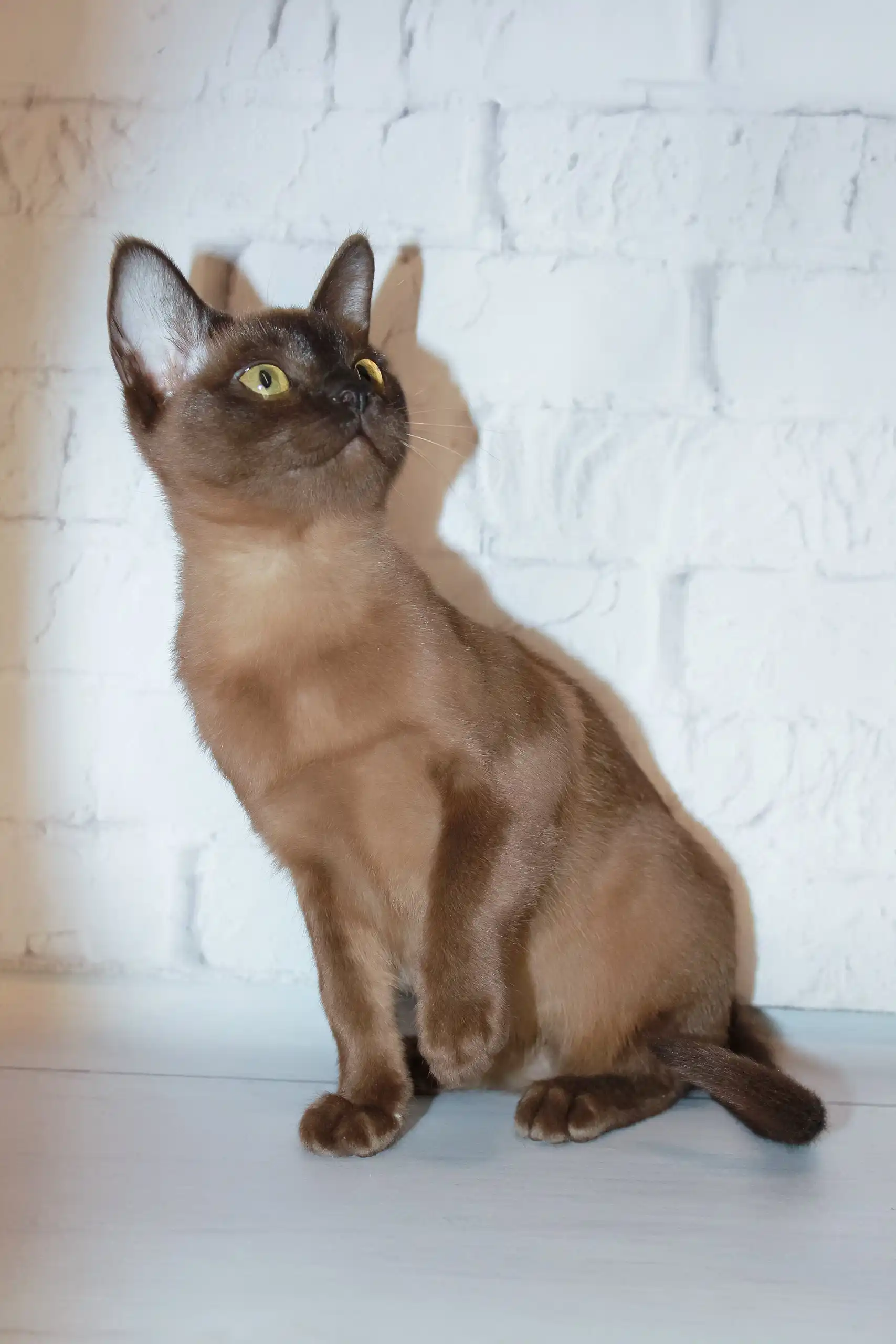 Rona | Burmese Kitten - Image 4