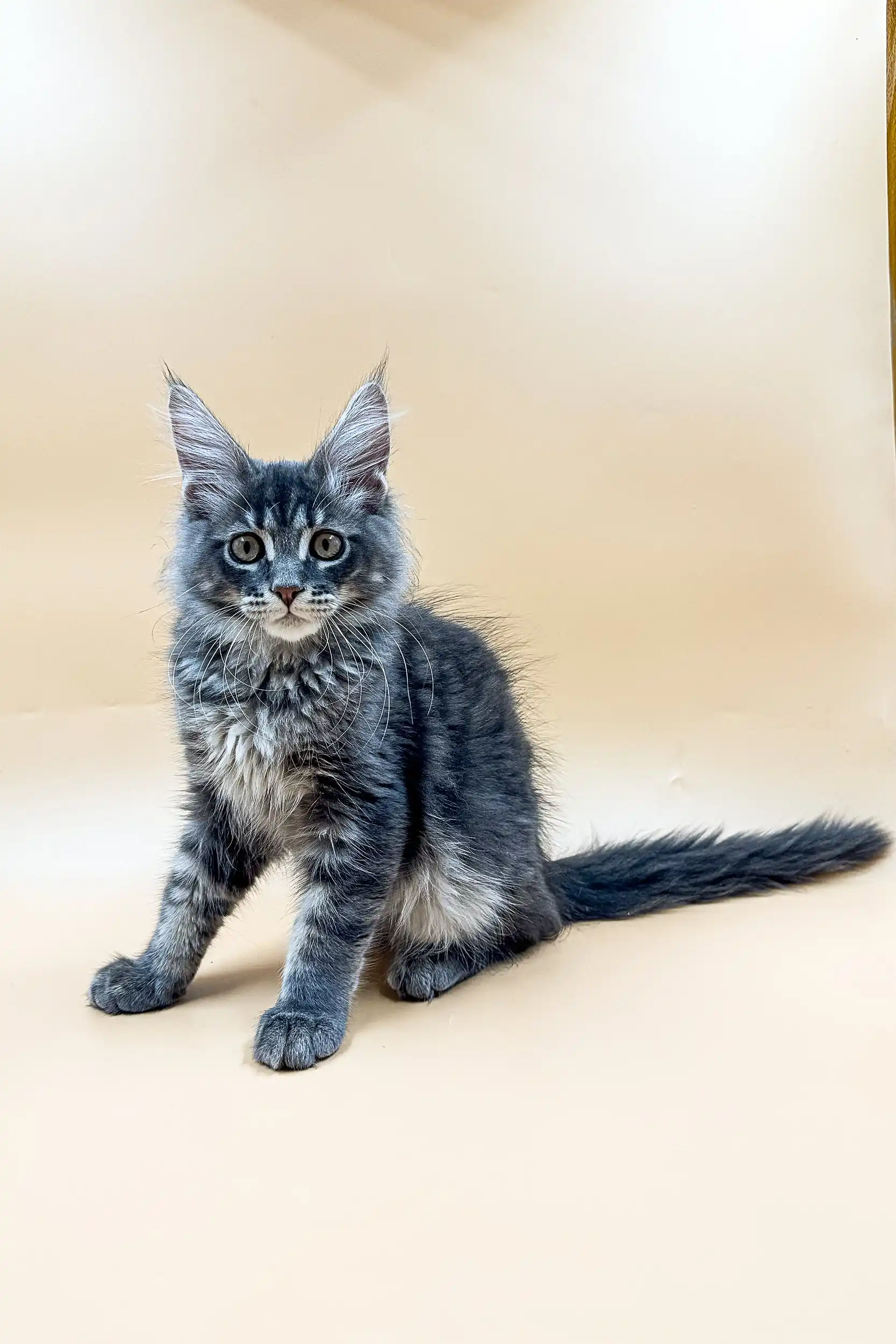 Rony | Maine Coon Kitten - Image 11