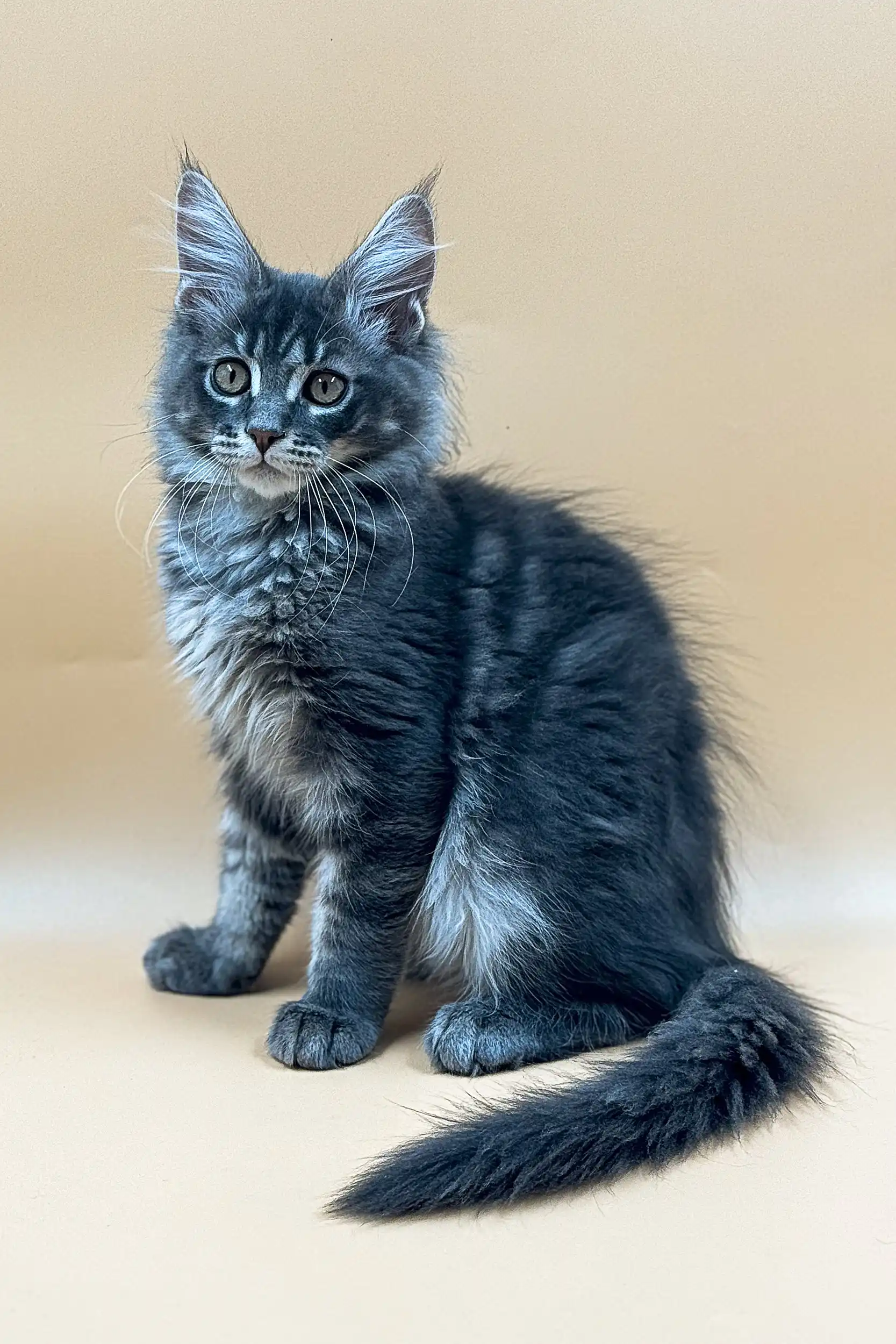 Rony | Maine Coon Kitten - Image 6
