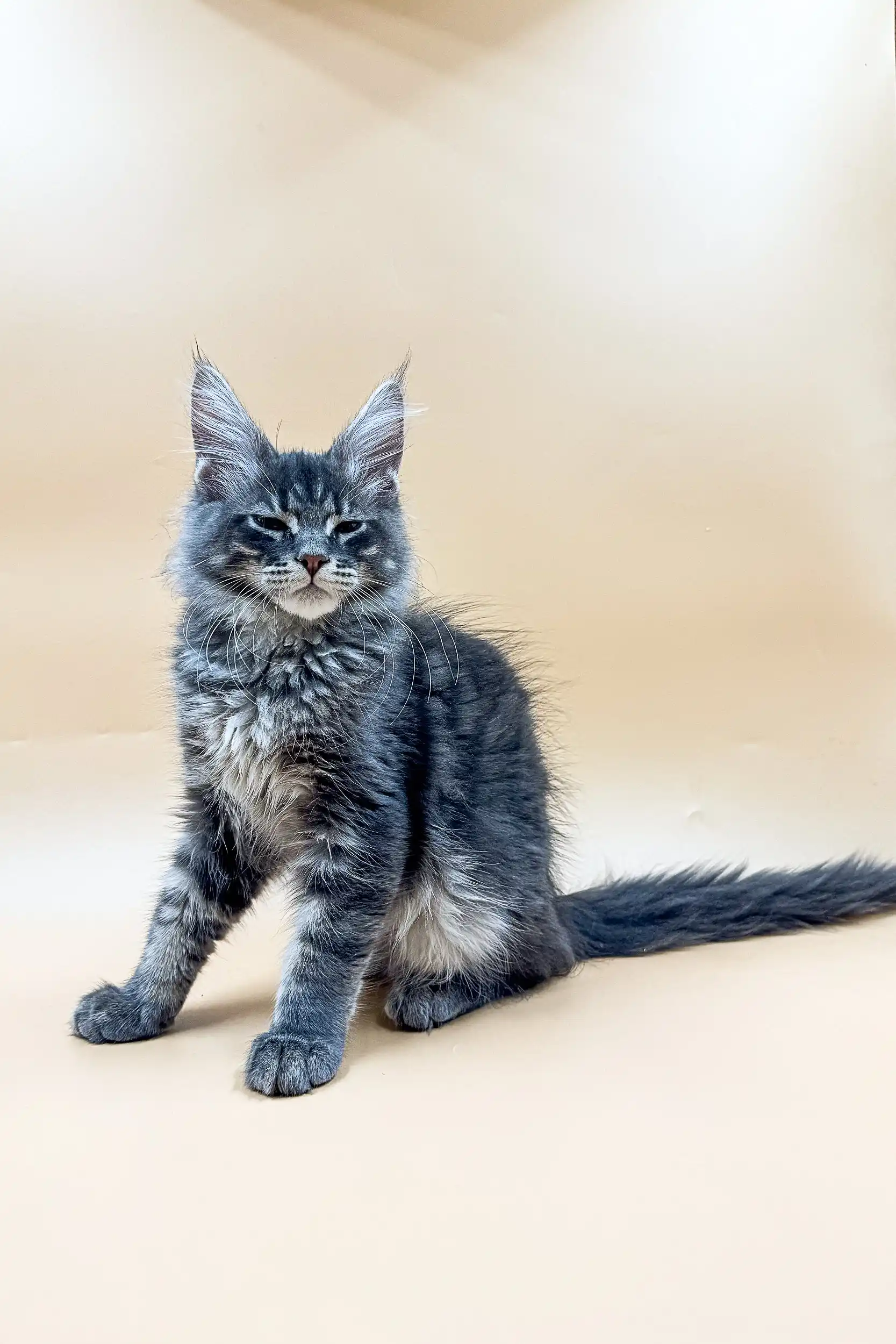 Rony | Maine Coon Kitten - Image 9