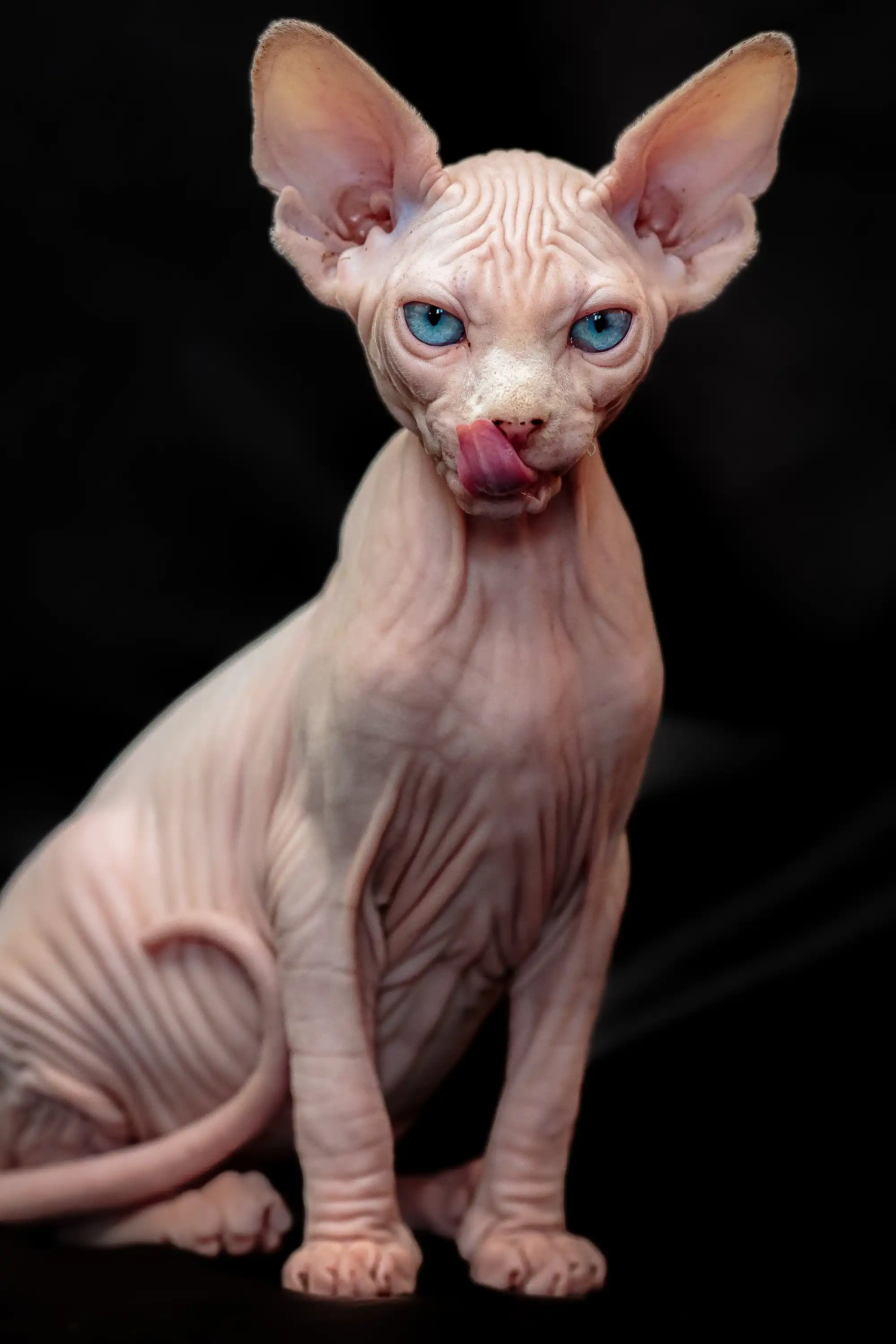 Rosa| Sphynx Kitten - Image 2