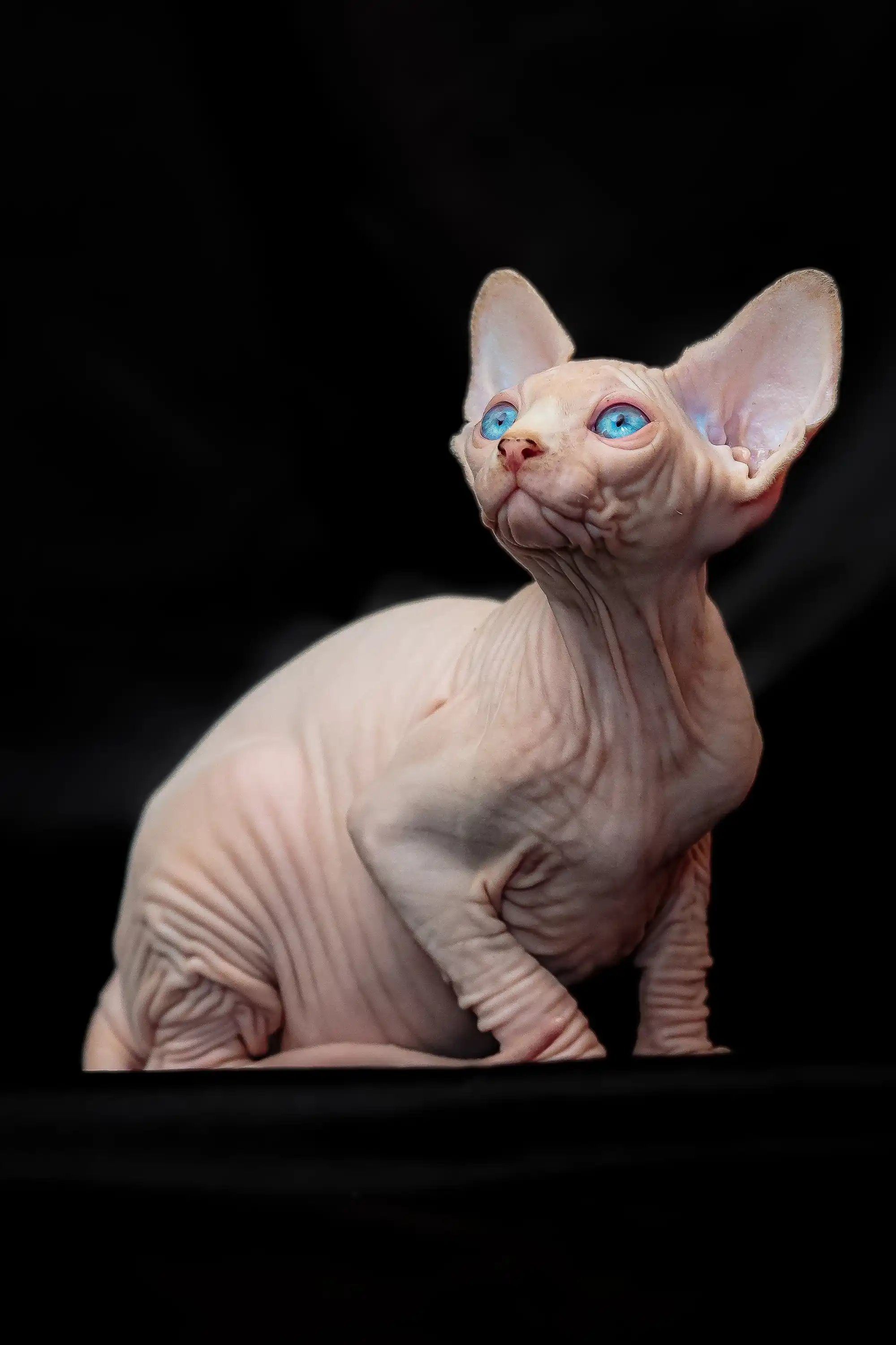 Rosa| Sphynx Kitten - Image 4