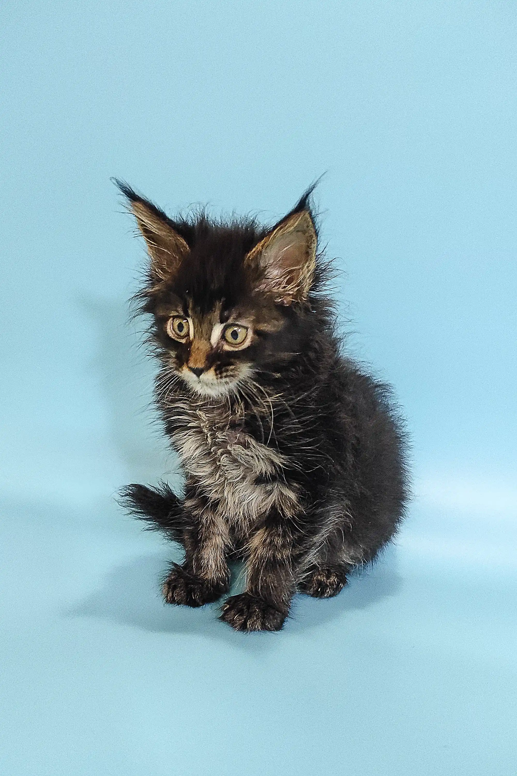 Rosalina | Maine Coon Kitten - Image 10
