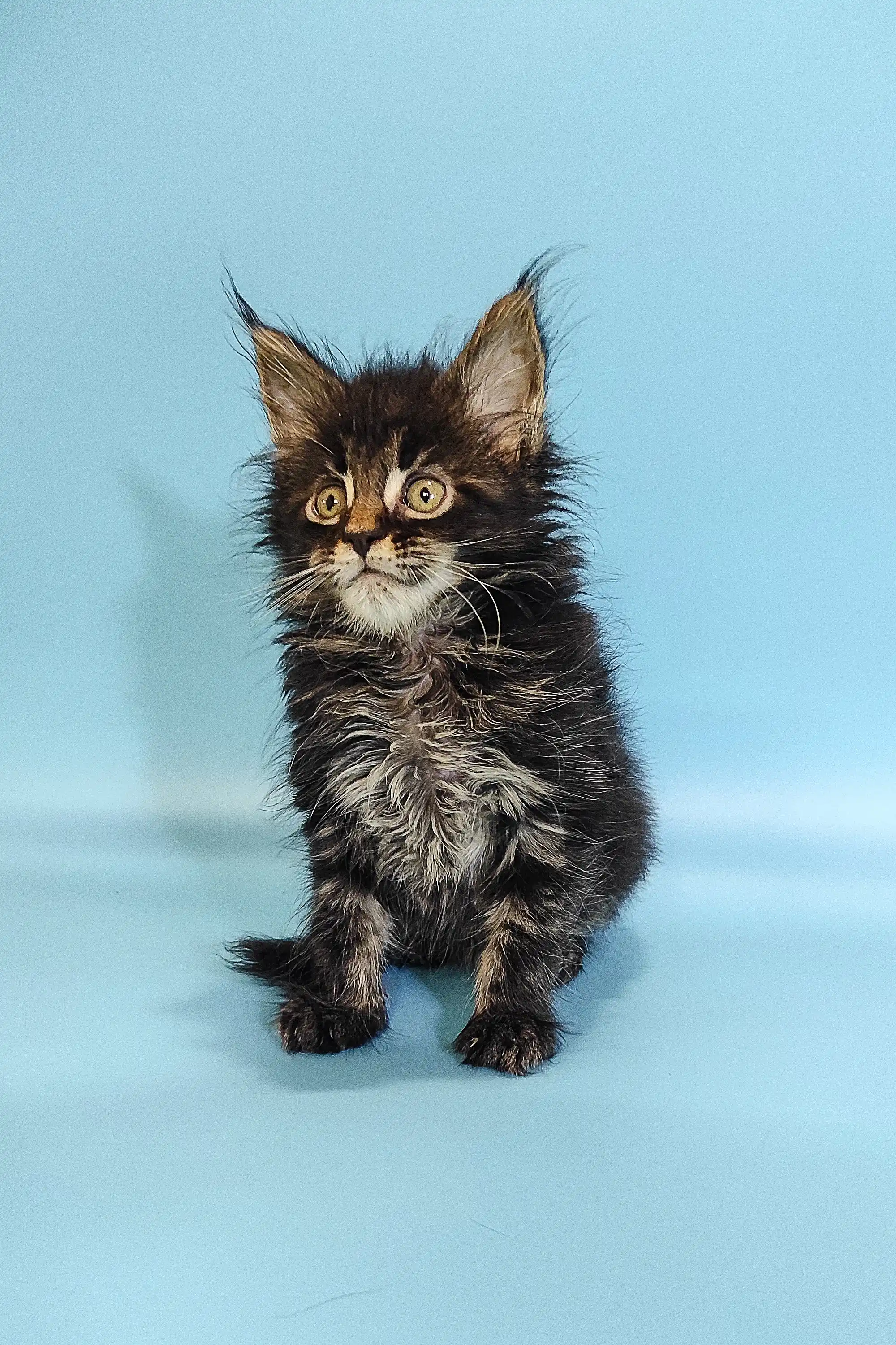 Rosalina | Maine Coon Kitten - Image 3