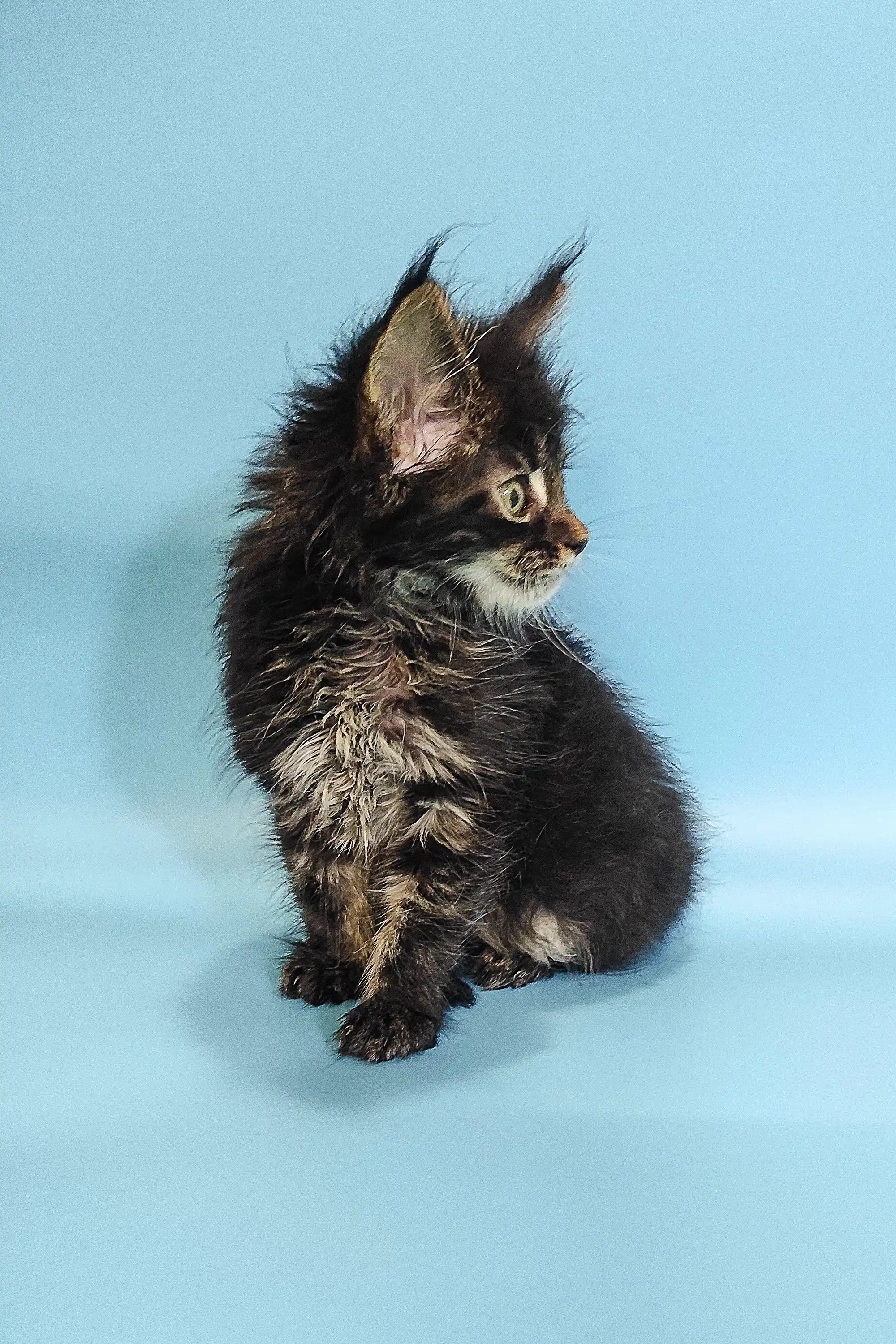 Rosalina | Maine Coon Kitten - Image 7