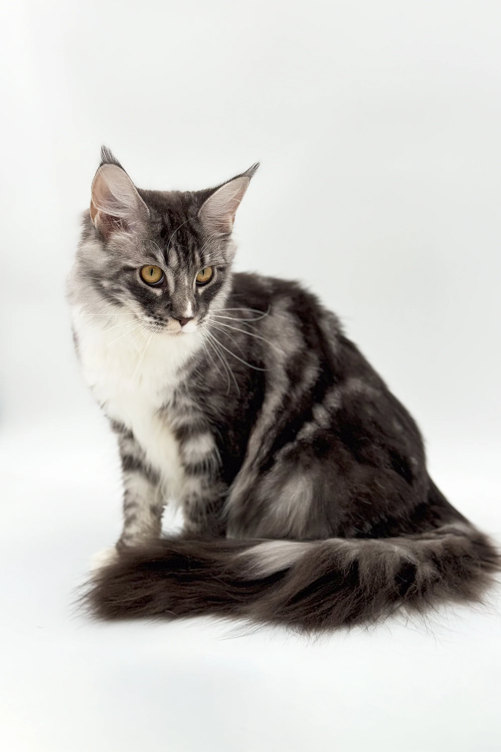 Rosie | Maine Coon Kitten - Image 5