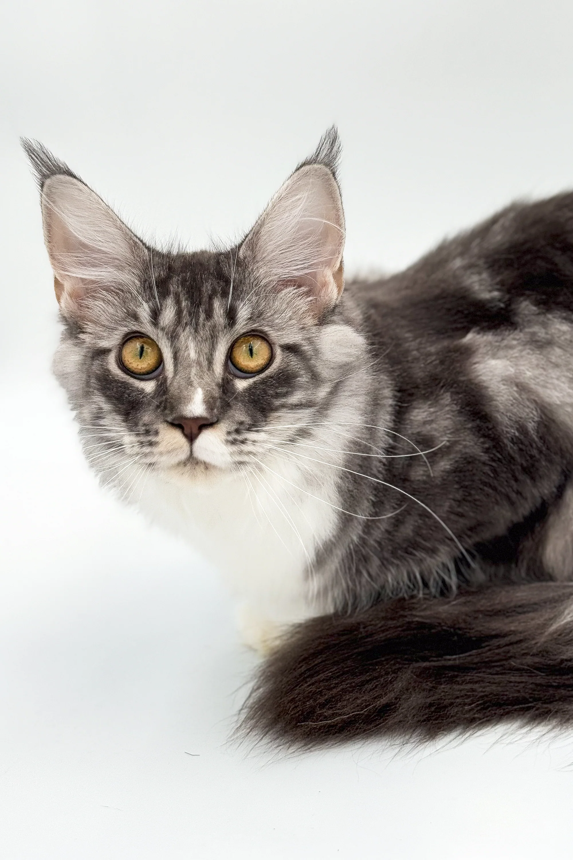 Rosie | Maine Coon Kitten - Image 8