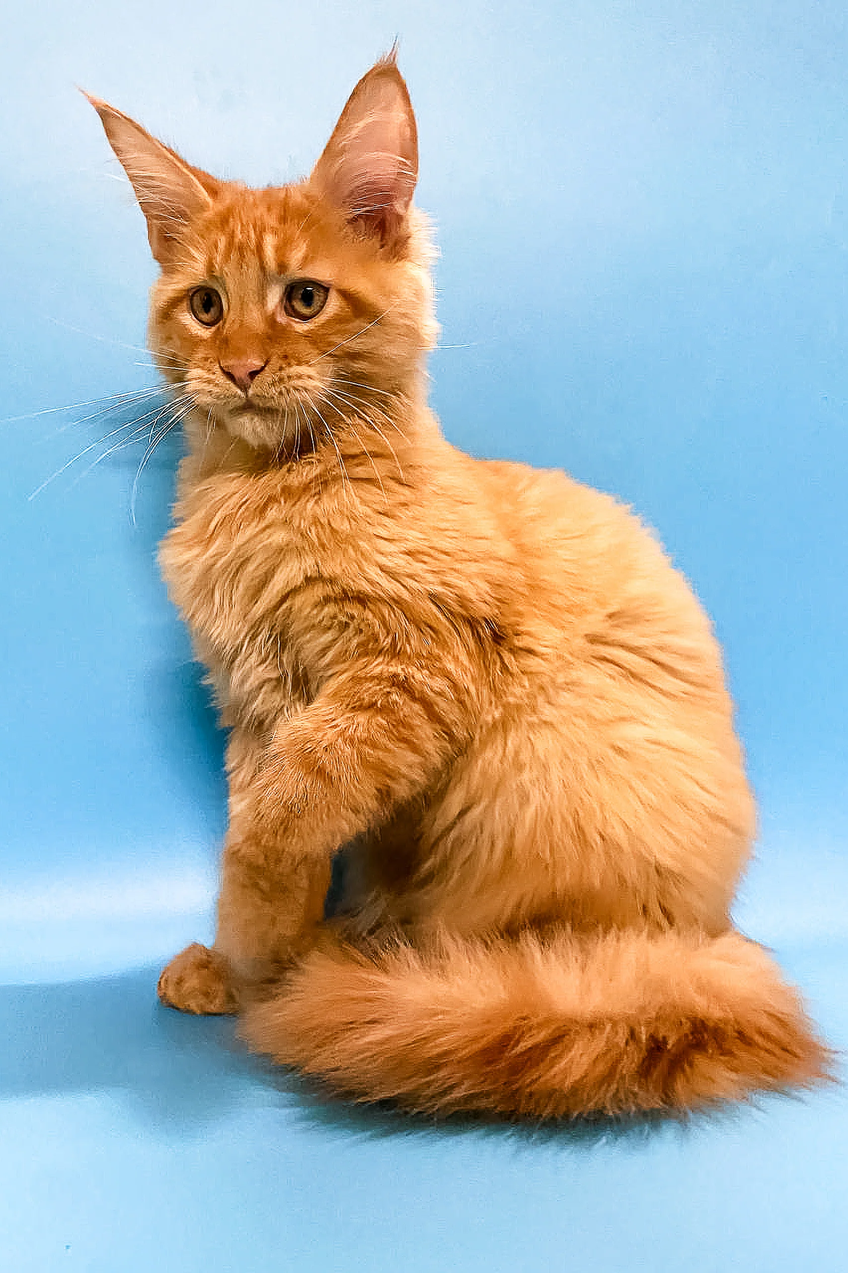 Ross | Maine Coon Kitten - Image 6
