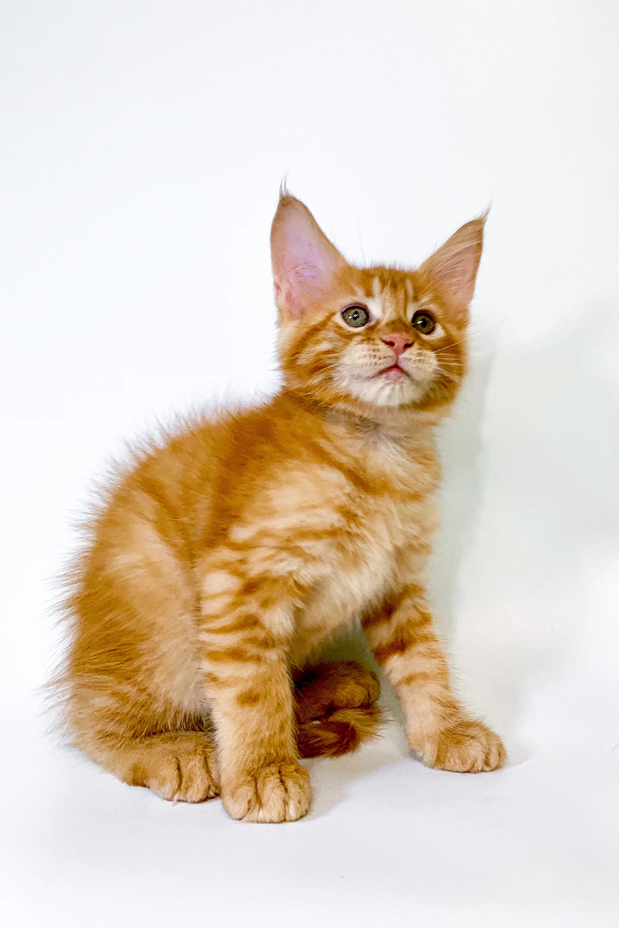 Ross | Maine Coon Kitten - Image 9