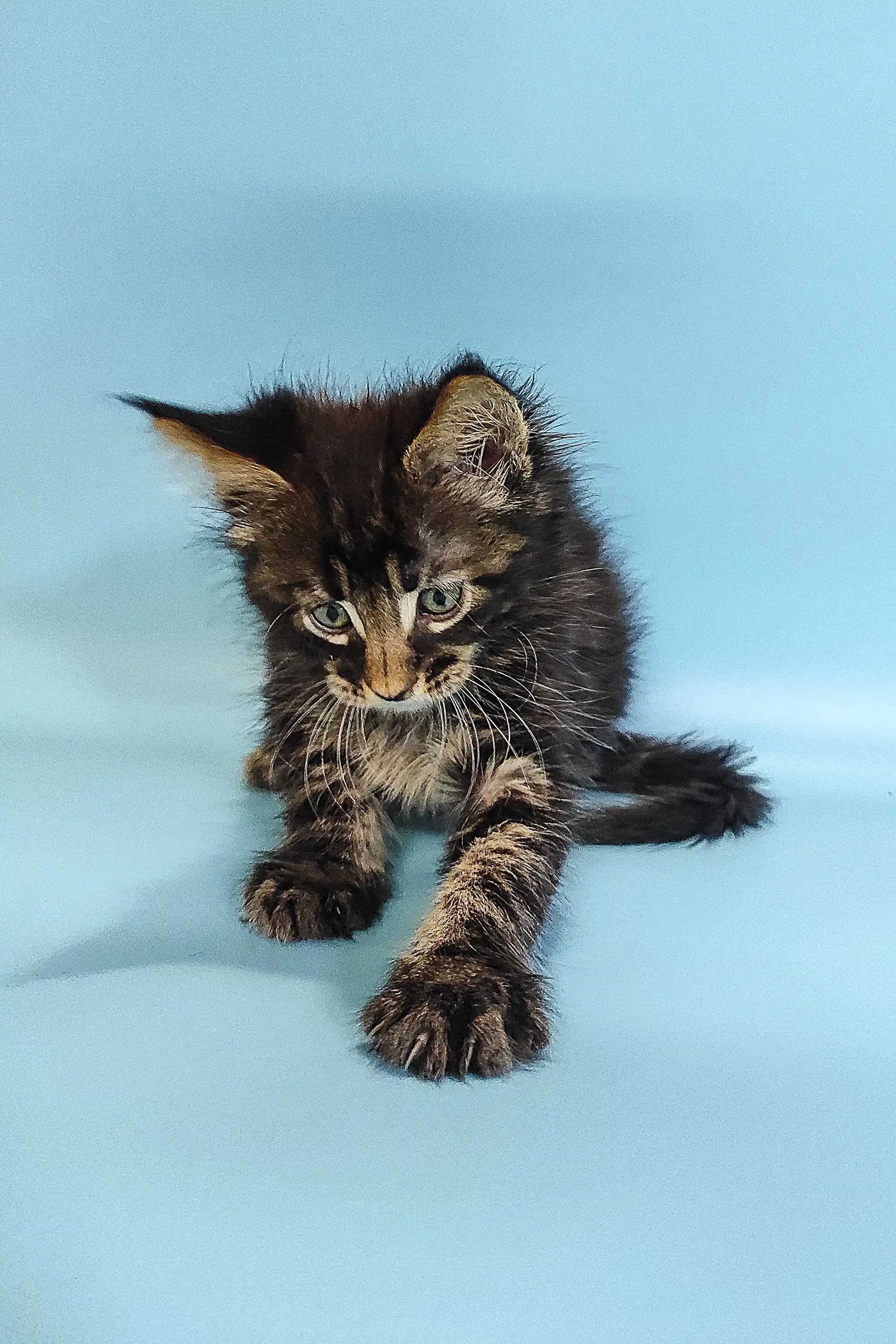 Ross | Maine Coon Kitten - Image 8