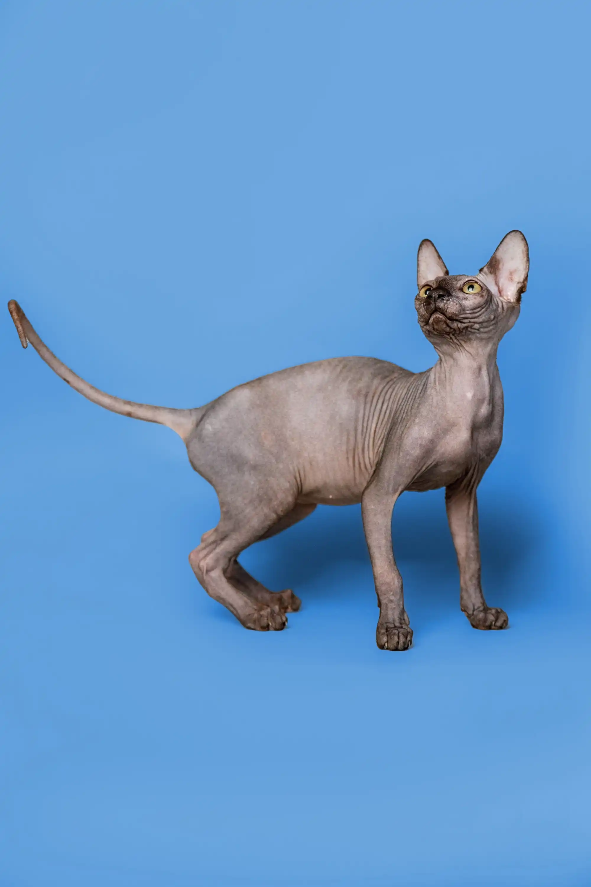 Roxie | Sphynx Kitten - Image 13