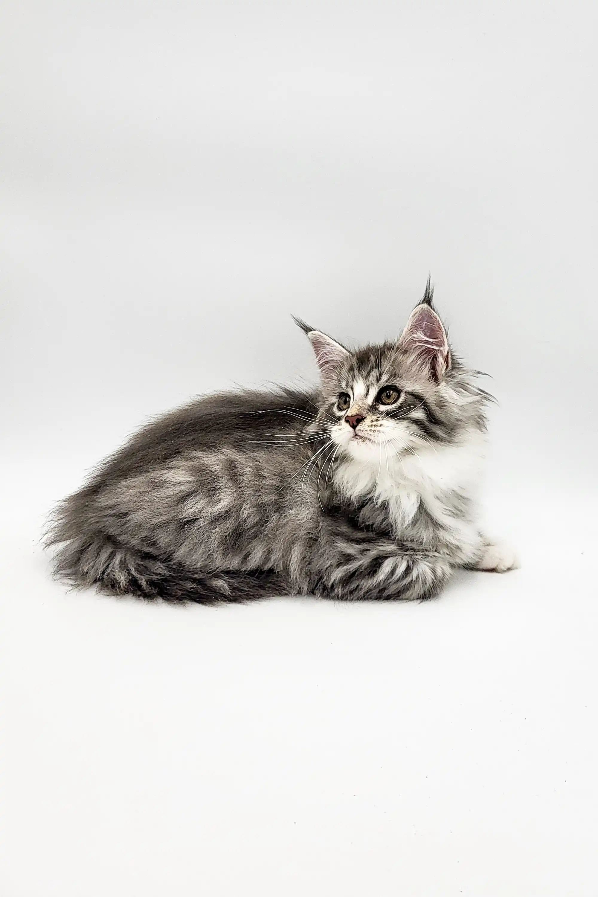Runa | Maine Coon Kitten - Image 12