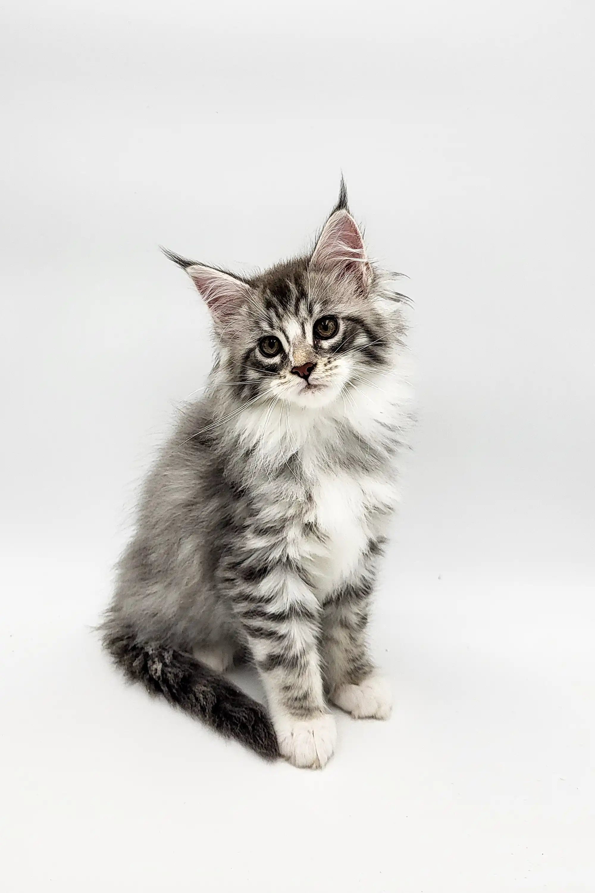 Runa | Maine Coon Kitten - Image 15