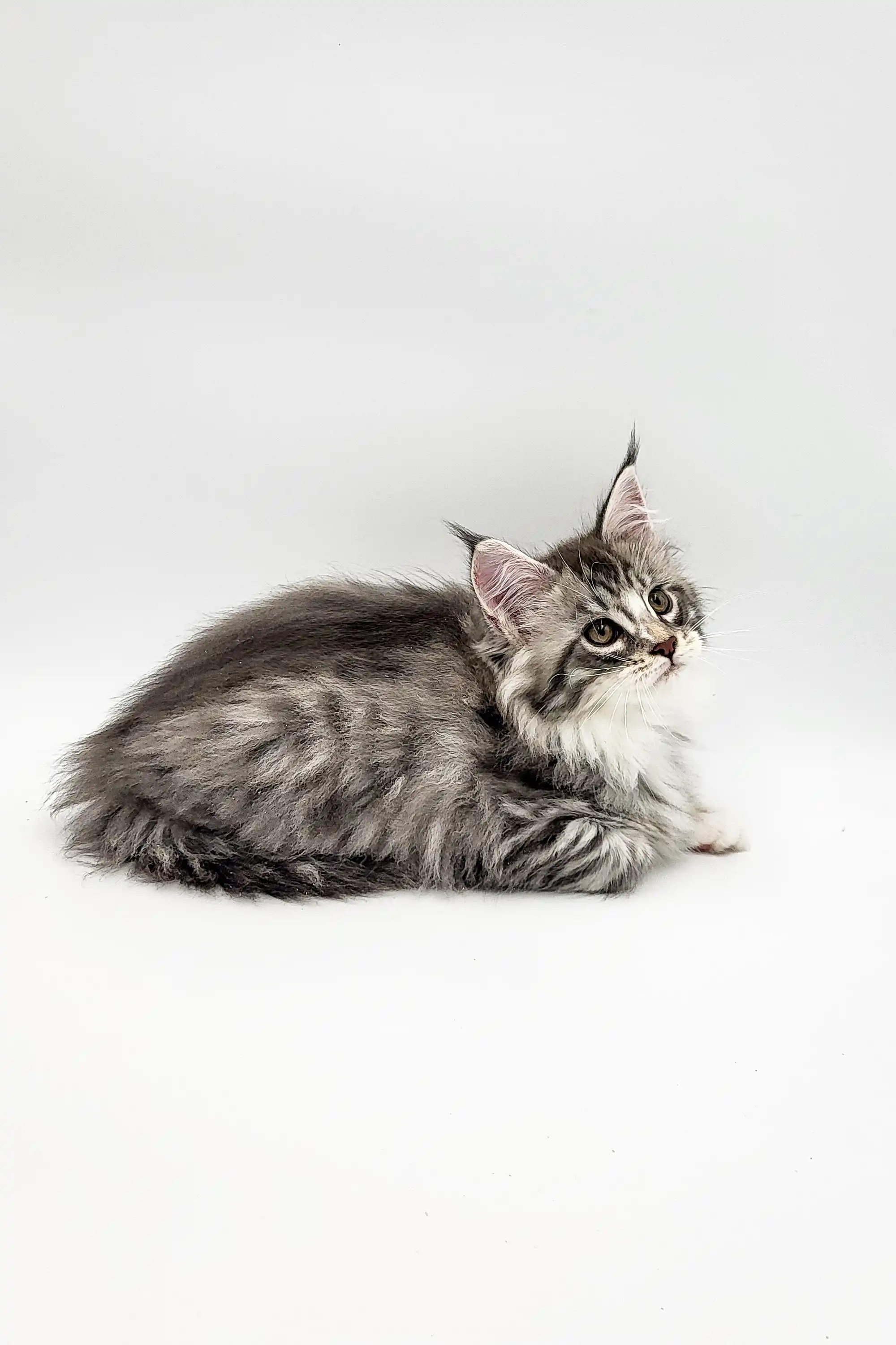 Runa | Maine Coon Kitten - Image 22