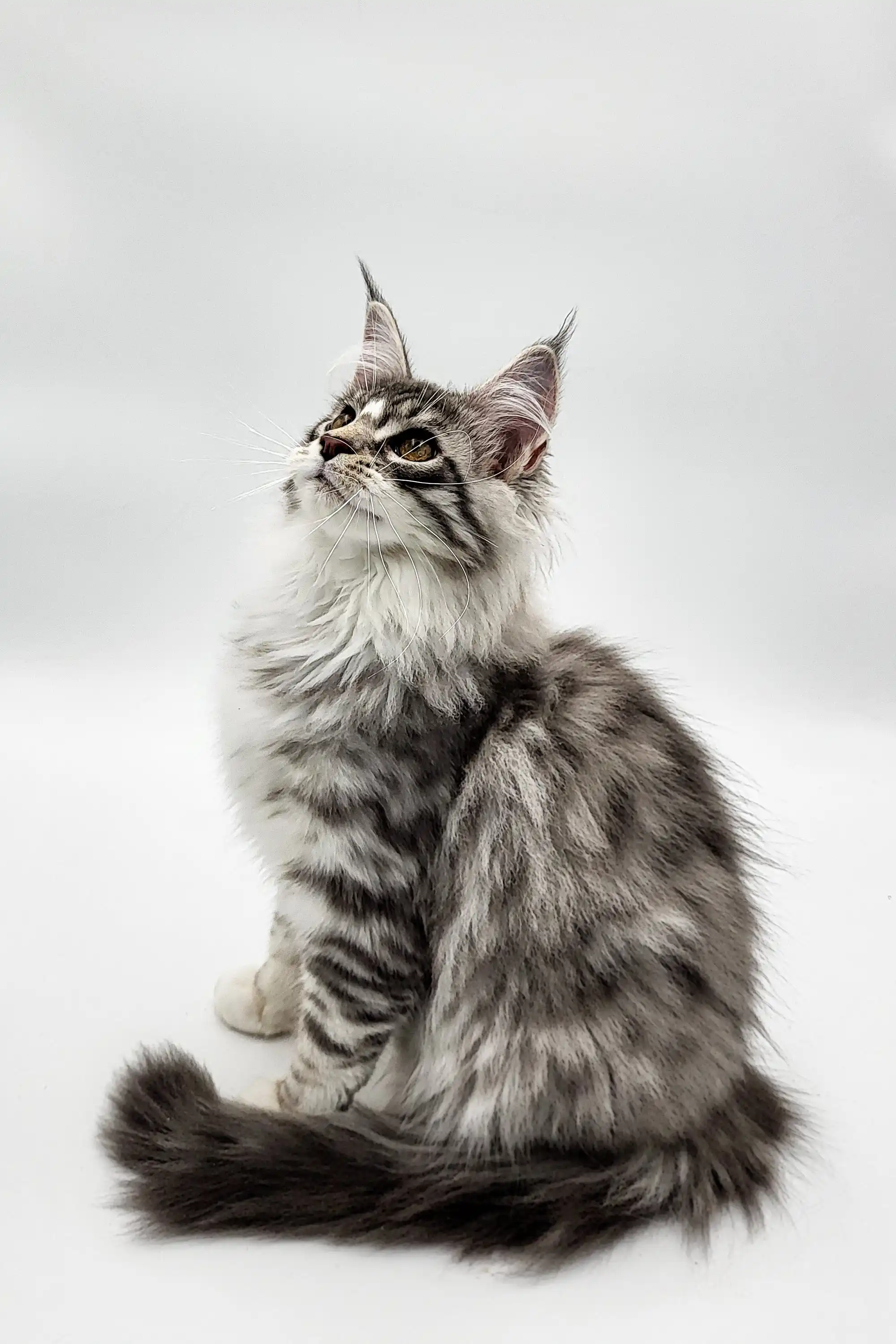 Runa | Maine Coon Kitten - Image 5
