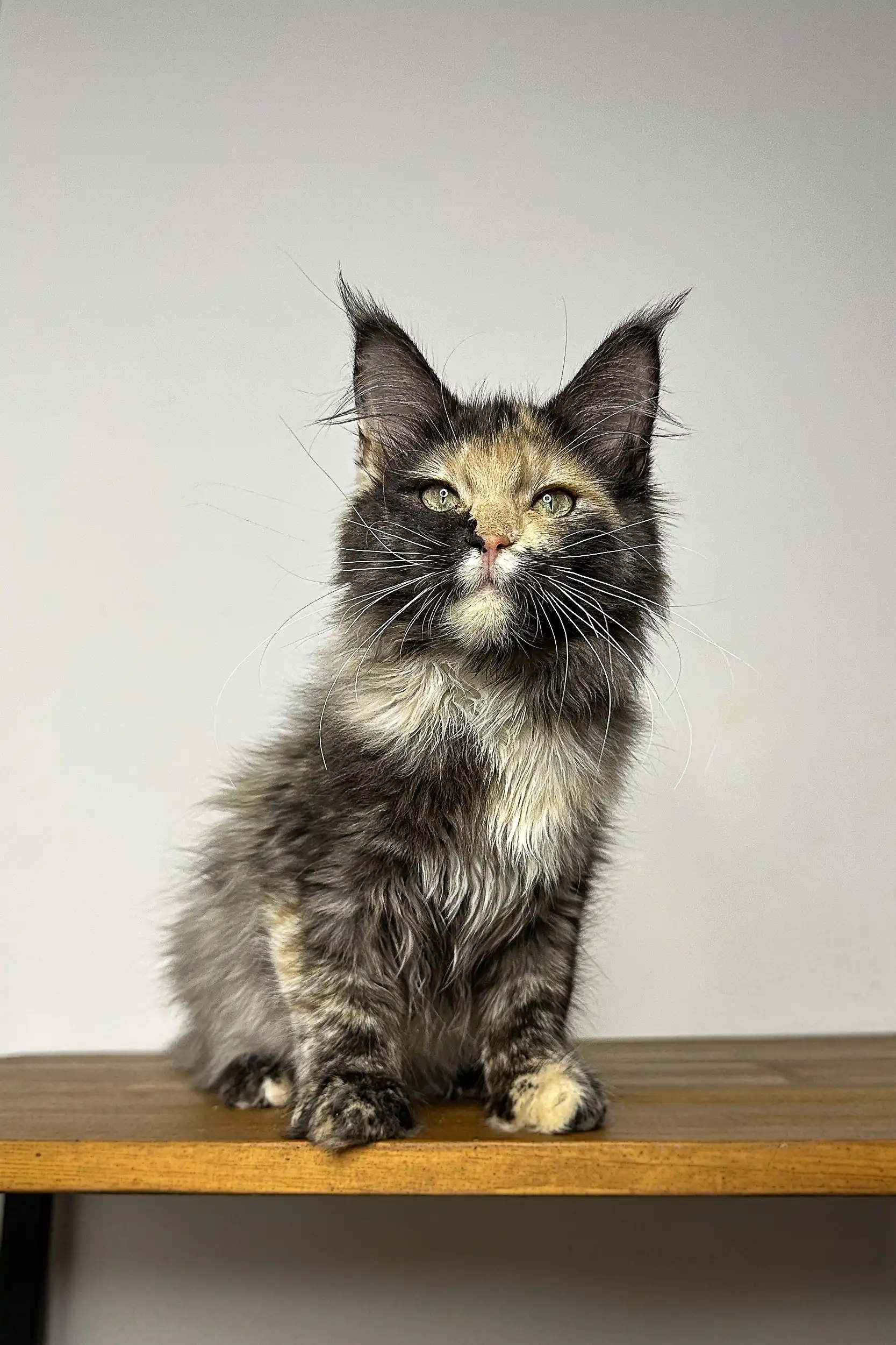 Runa | Maine Coon Kitten - Image 2