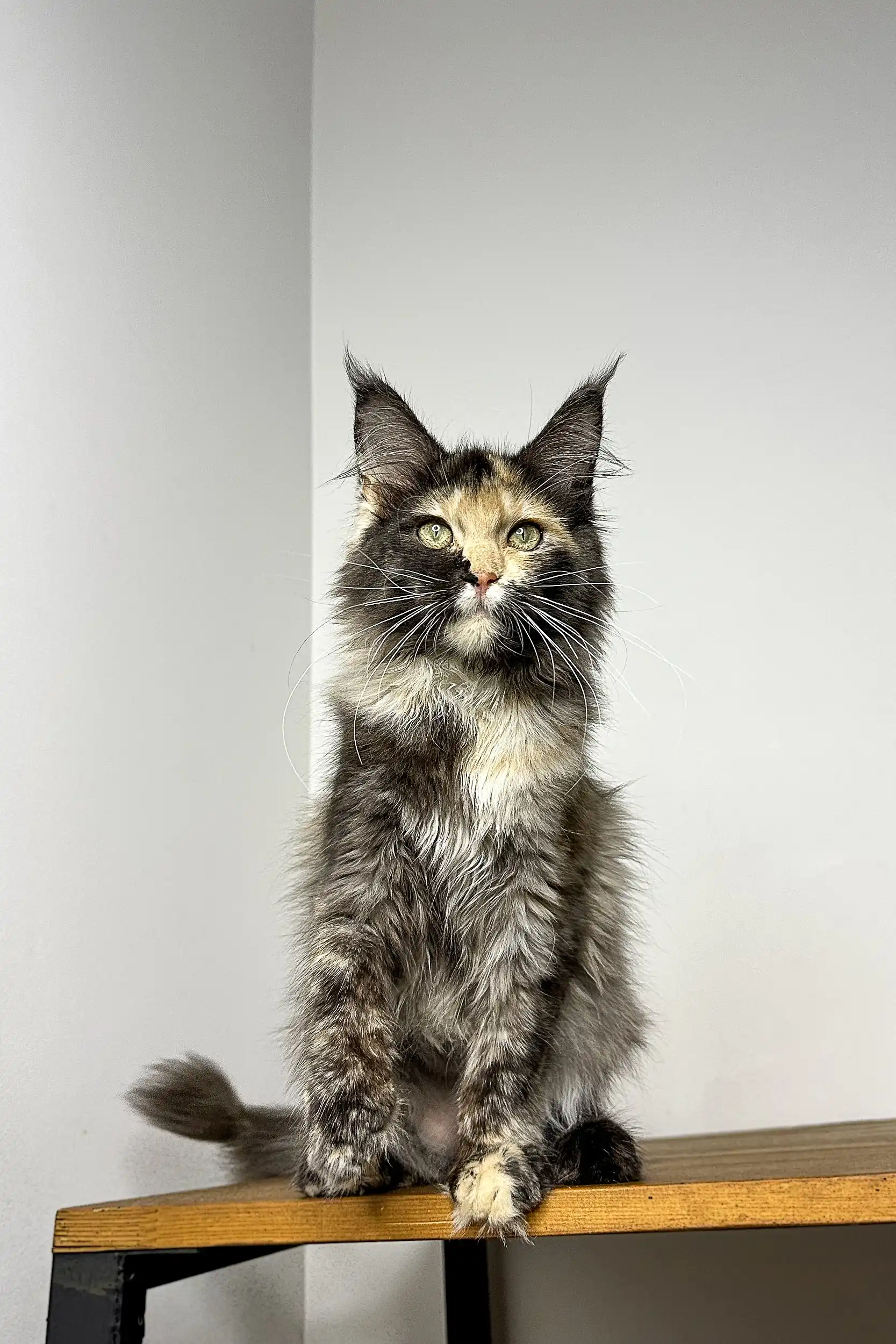 Runa | Maine Coon Kitten - Image 3