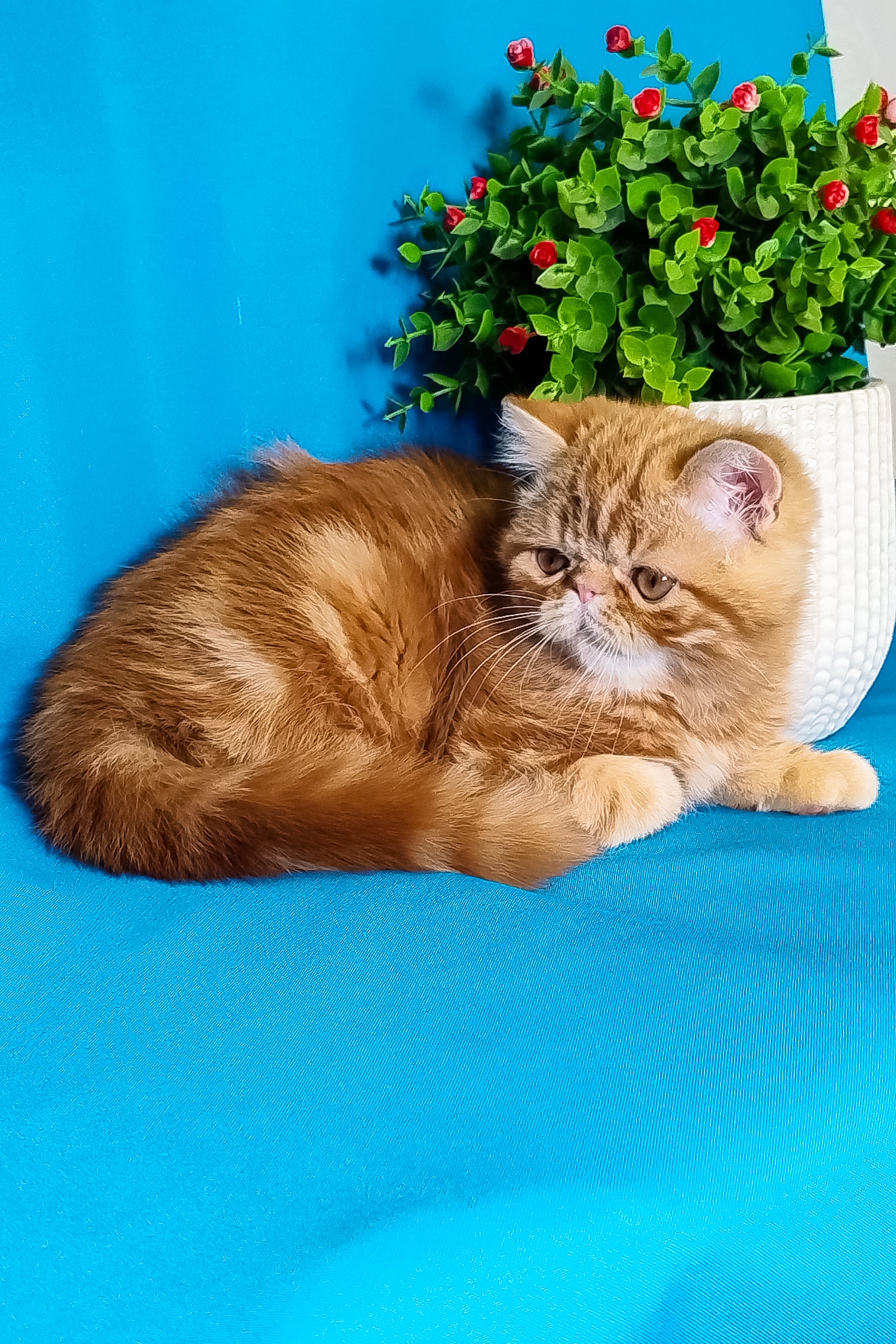 Rusty | Exotic Shorthair Kitten - Image 10