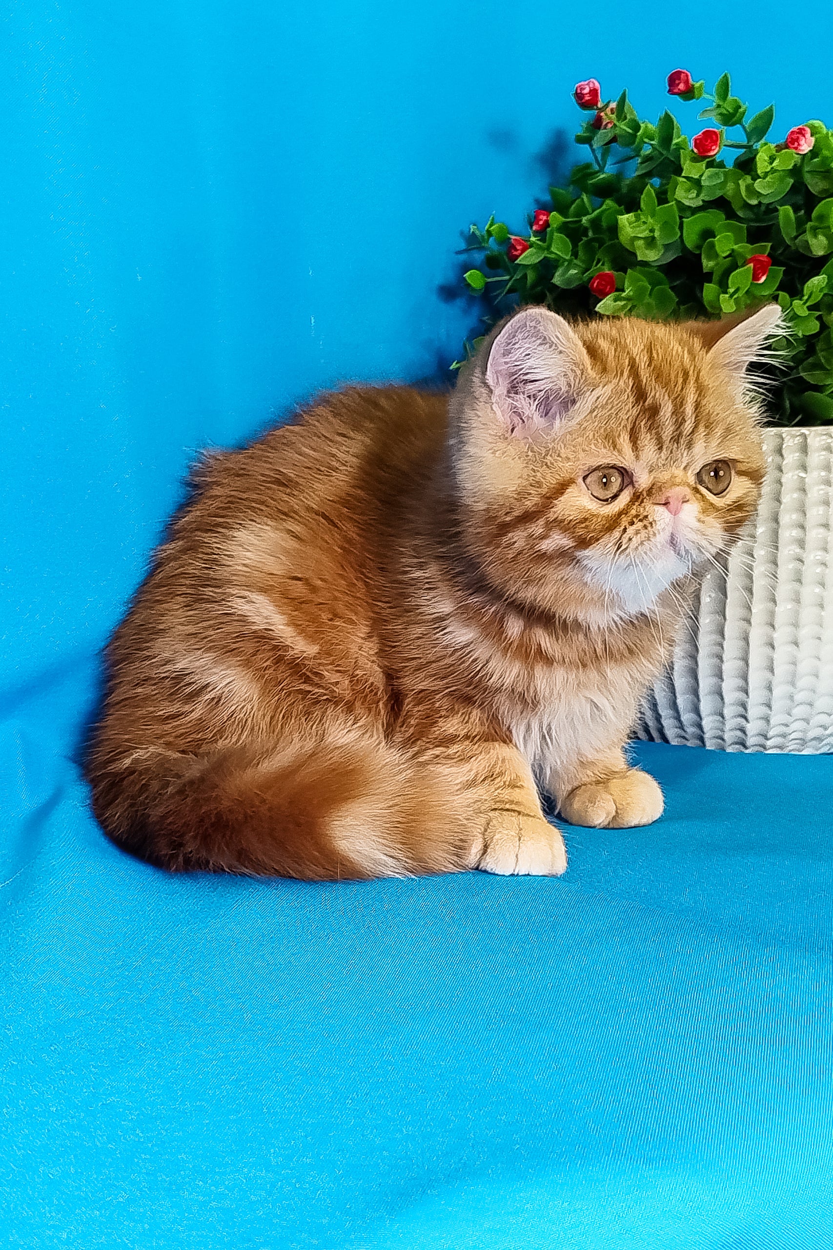 Rusty | Exotic Shorthair Kitten - Image 5