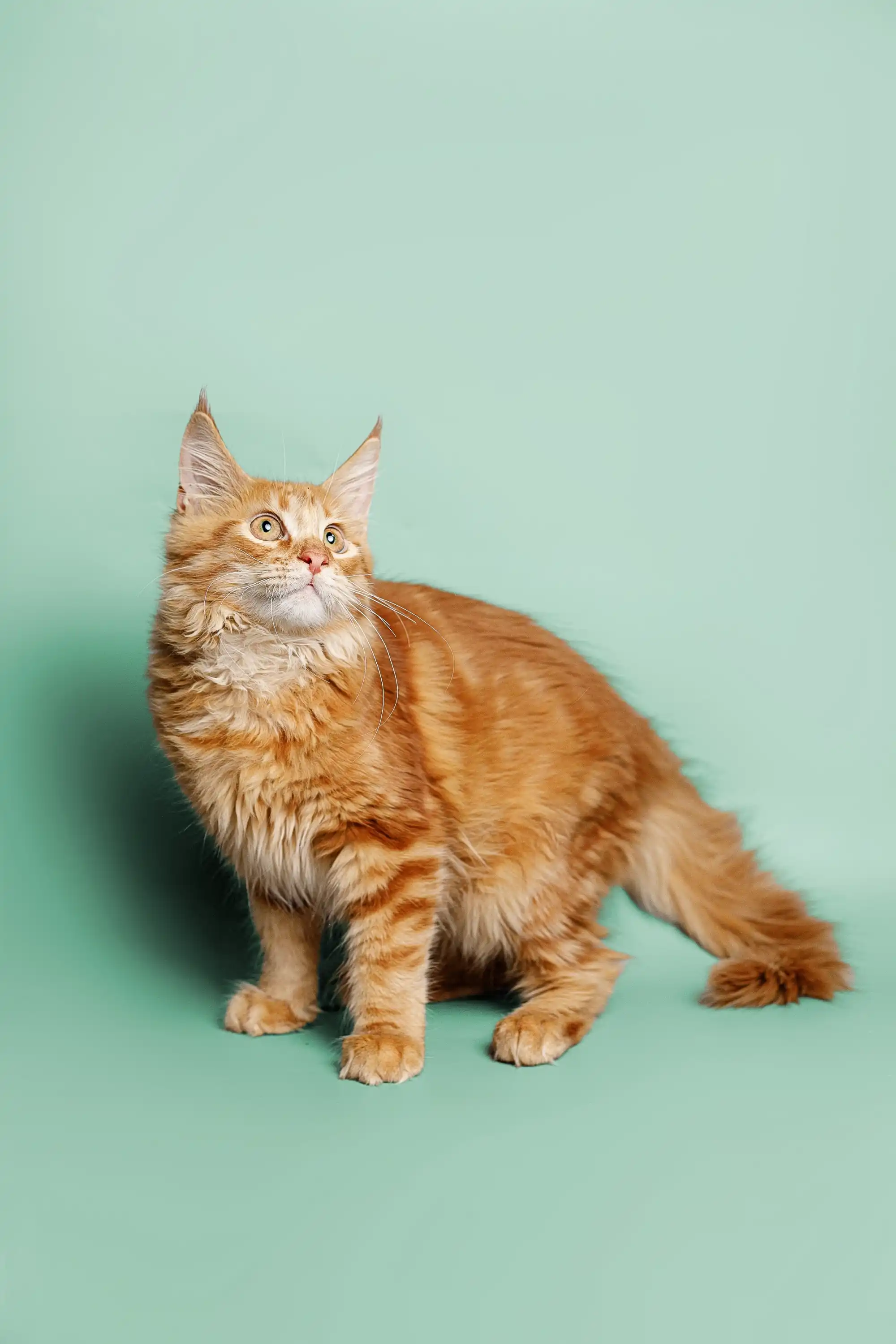 Ryder | Maine Coon Kitten - Image 2
