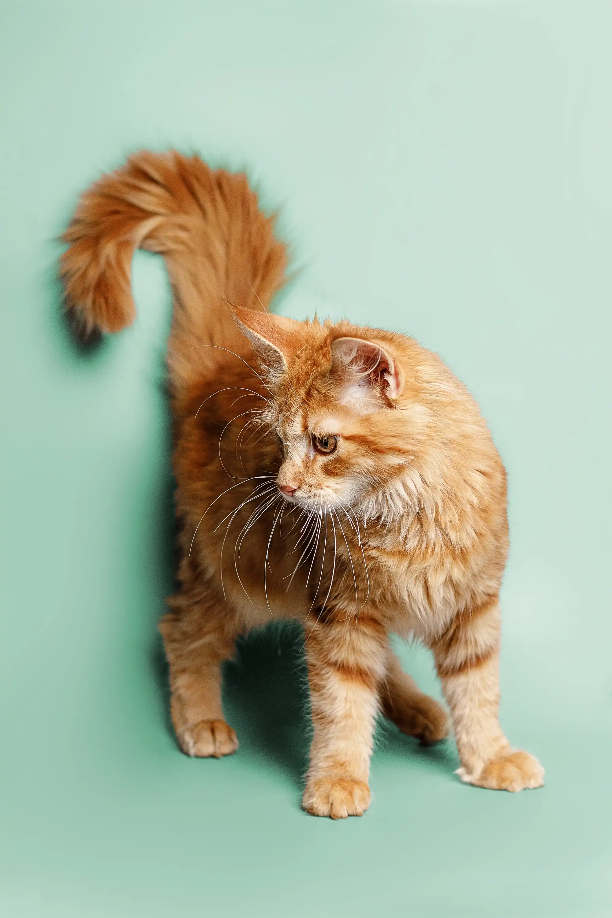 Ryder | Maine Coon Kitten - Image 4