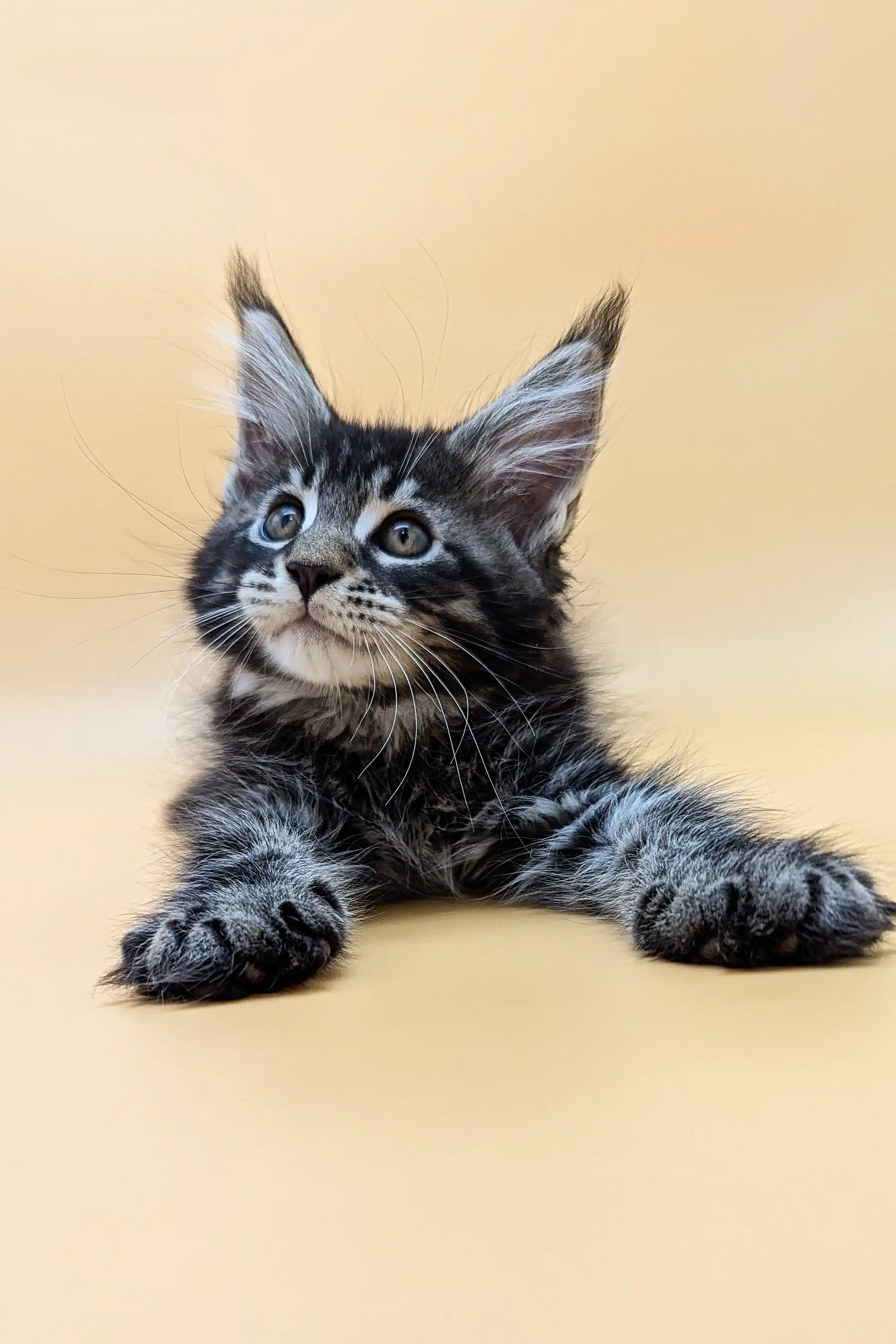 Sabory | Maine Coon Kitten - Image 4