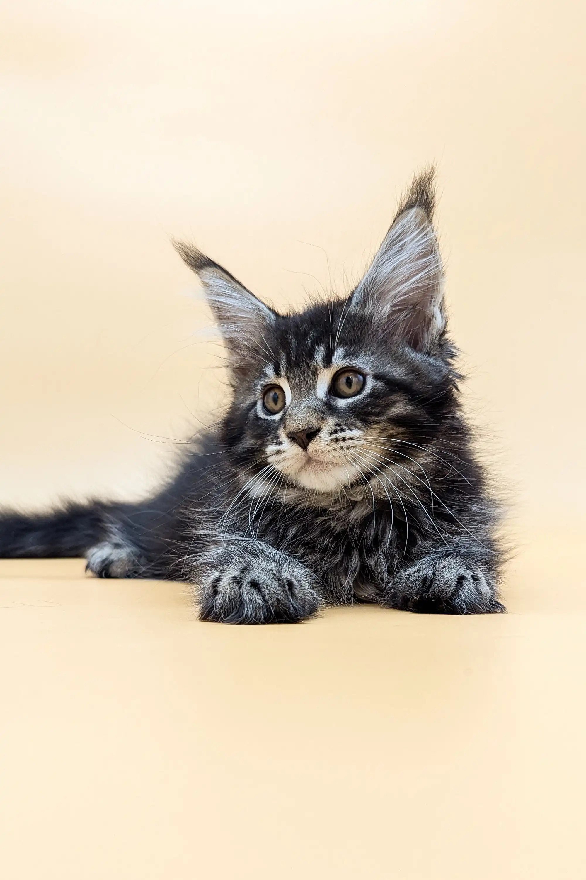 Sabory | Maine Coon Kitten - Image 7