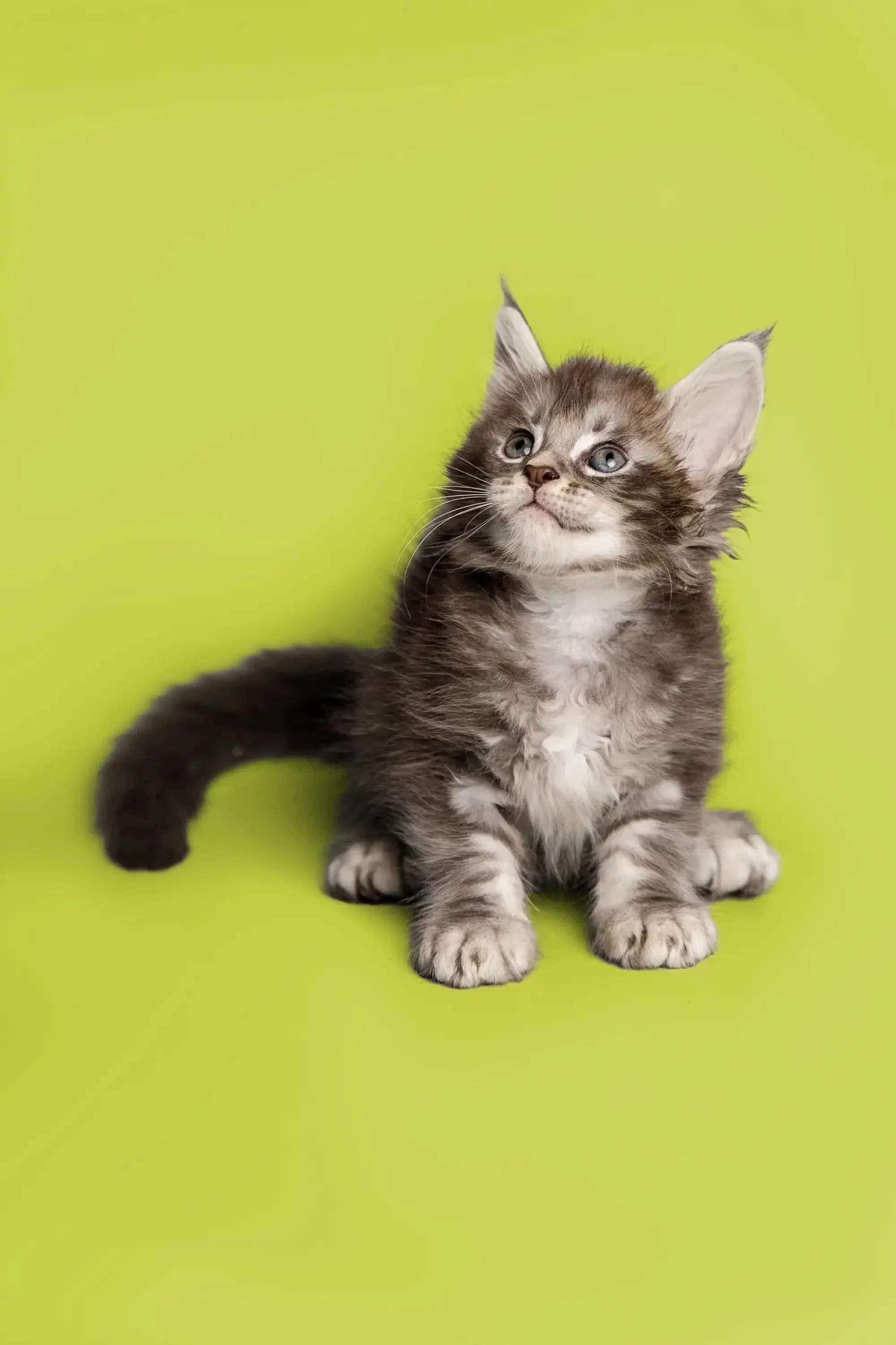 Sabrina | Maine Coon Kitten - Image 2