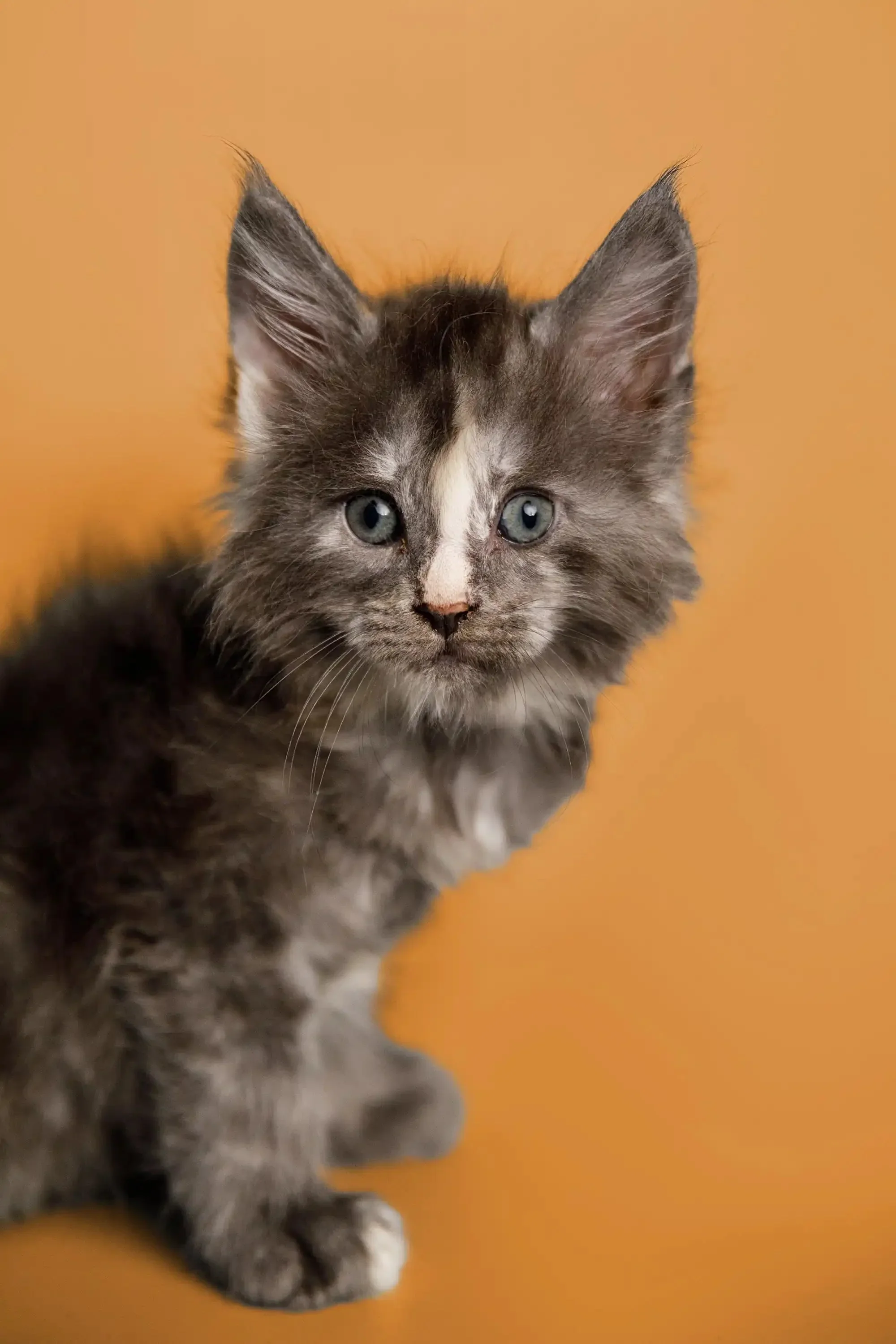 Sadie | Maine Coon Kitten - Image 5