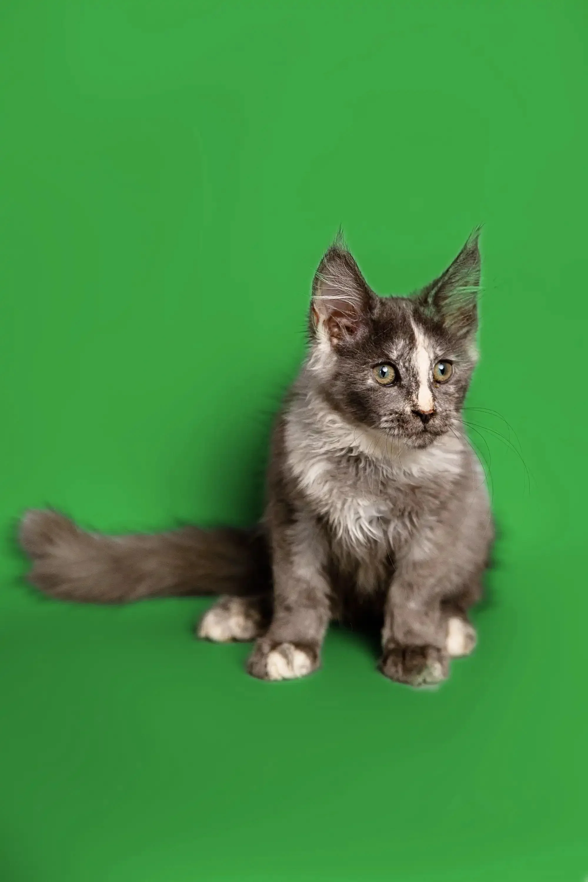 Sadie | Maine Coon Kitten - Image 8