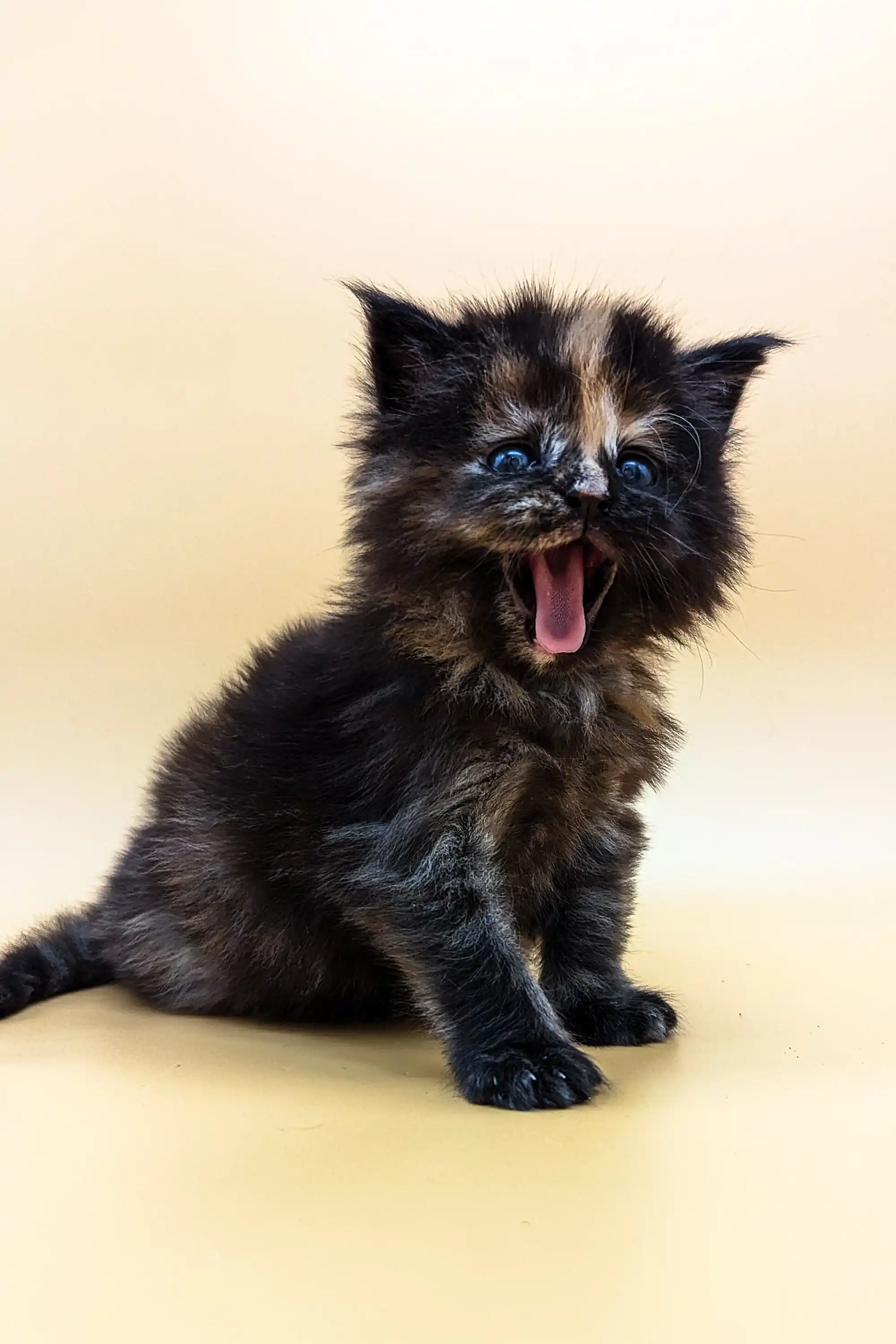Sakura| Maine Coon Kitten - Image 6