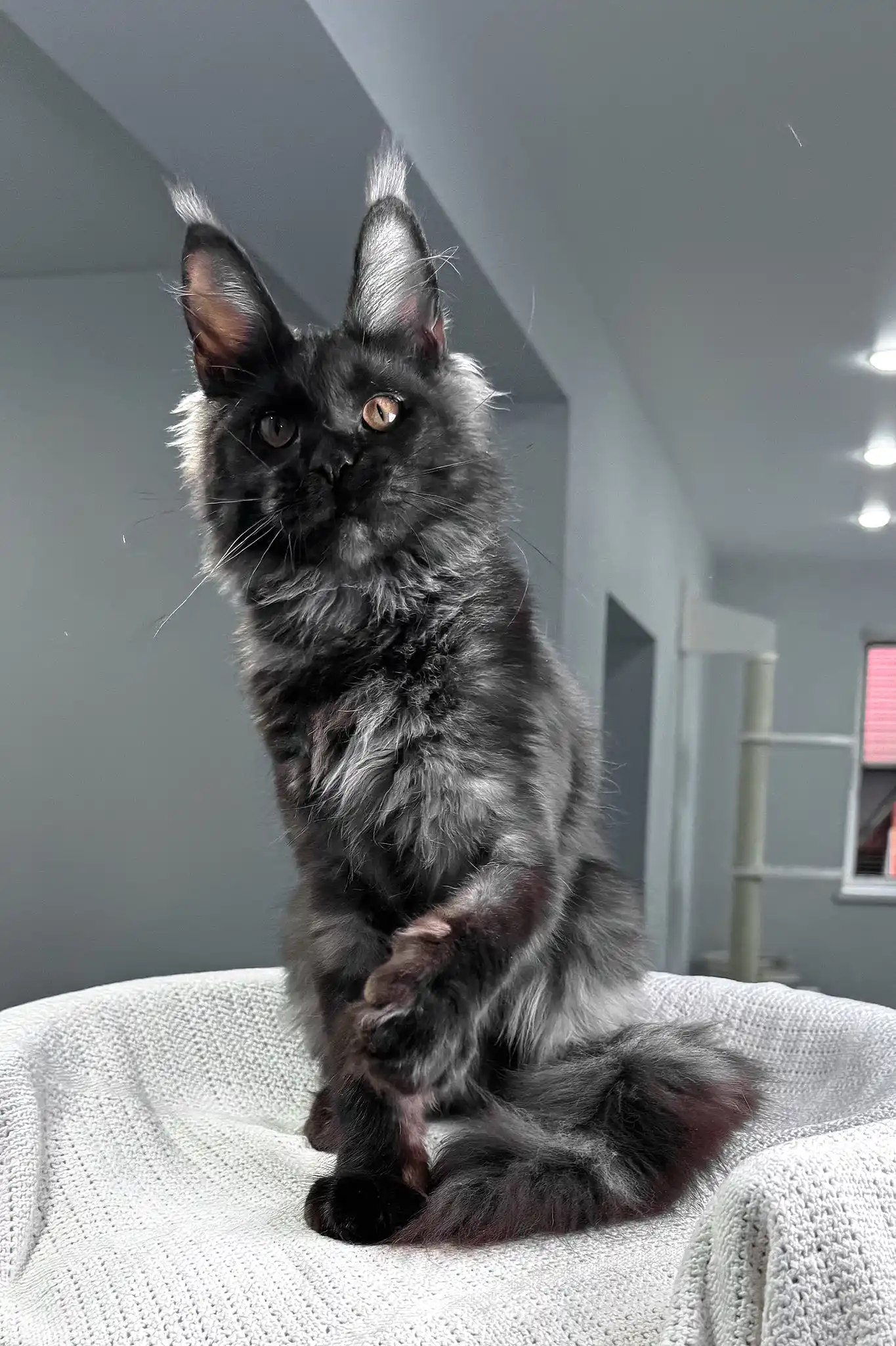 Sakura | Maine Coon Kitten - Image 4