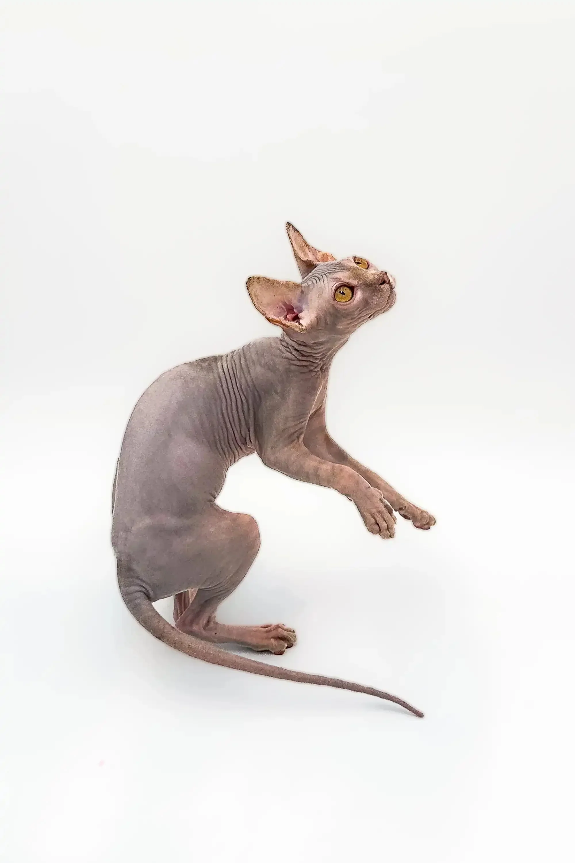 Sally | Sphynx Kitten - Image 10