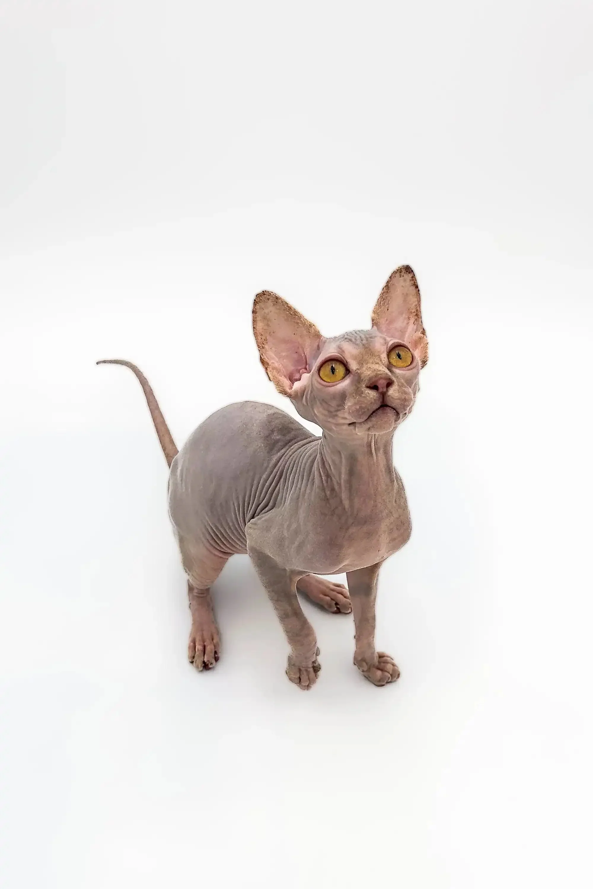 Sally | Sphynx Kitten - Image 13