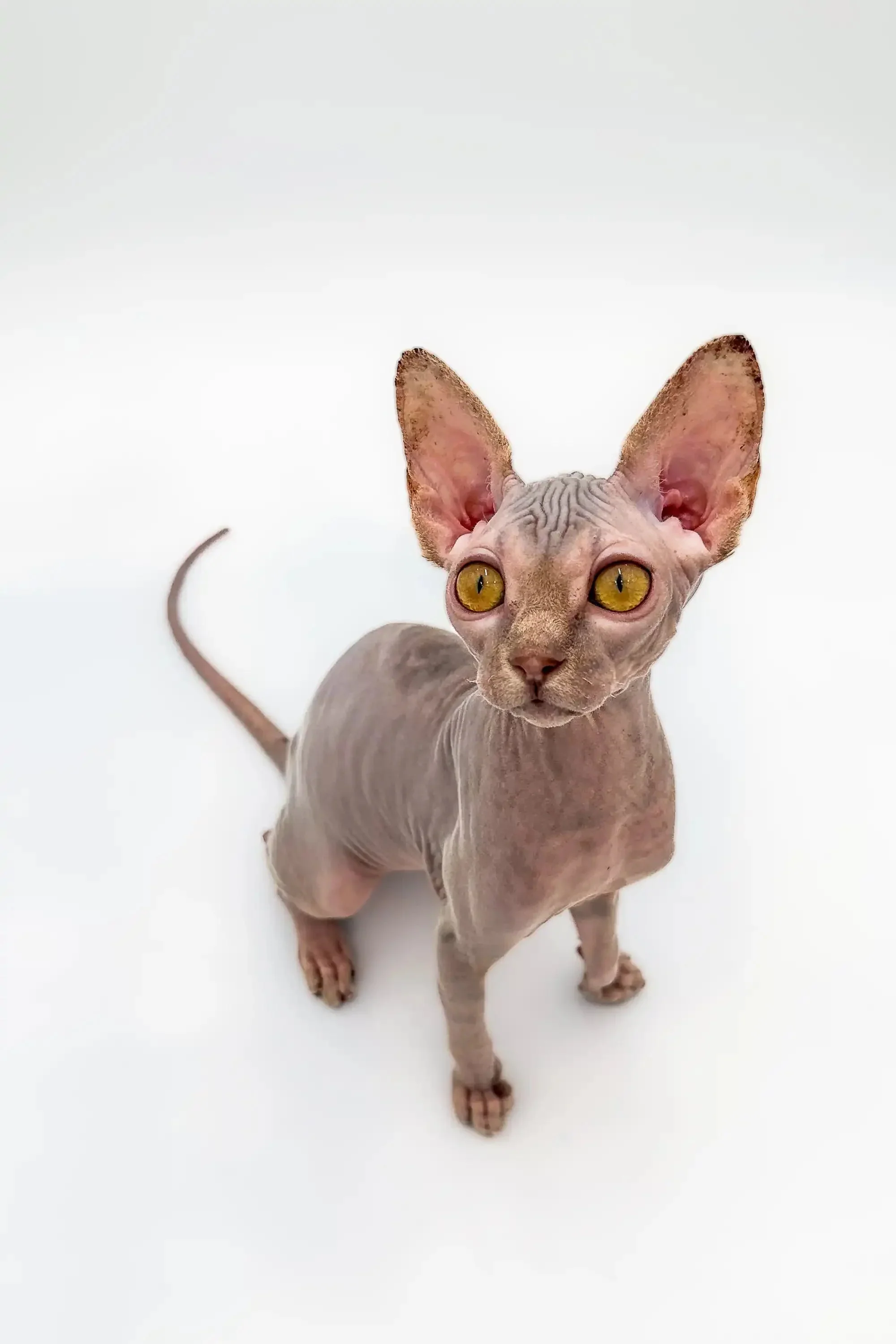 Sally | Sphynx Kitten - Image 18