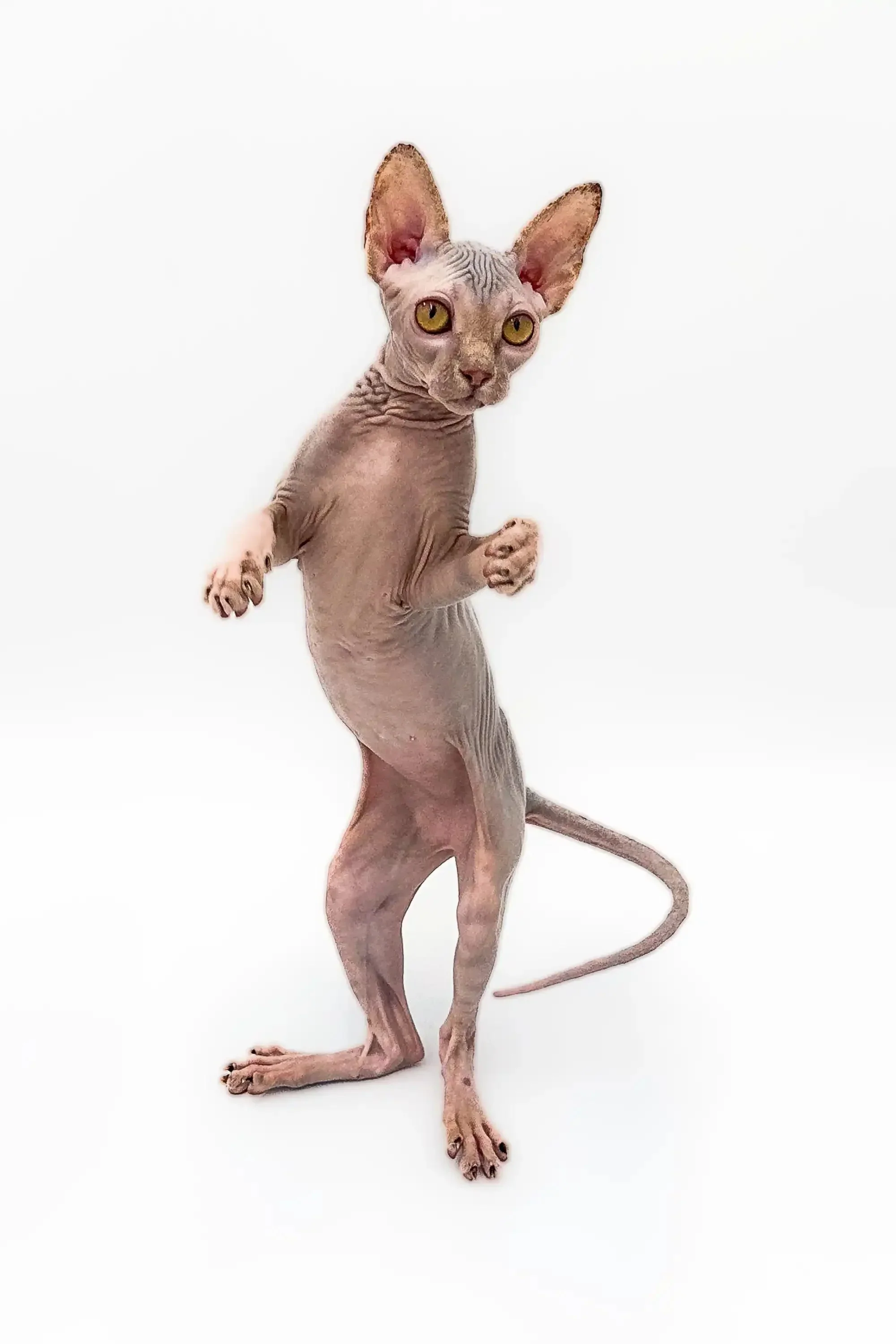 Sally | Sphynx Kitten - Image 2