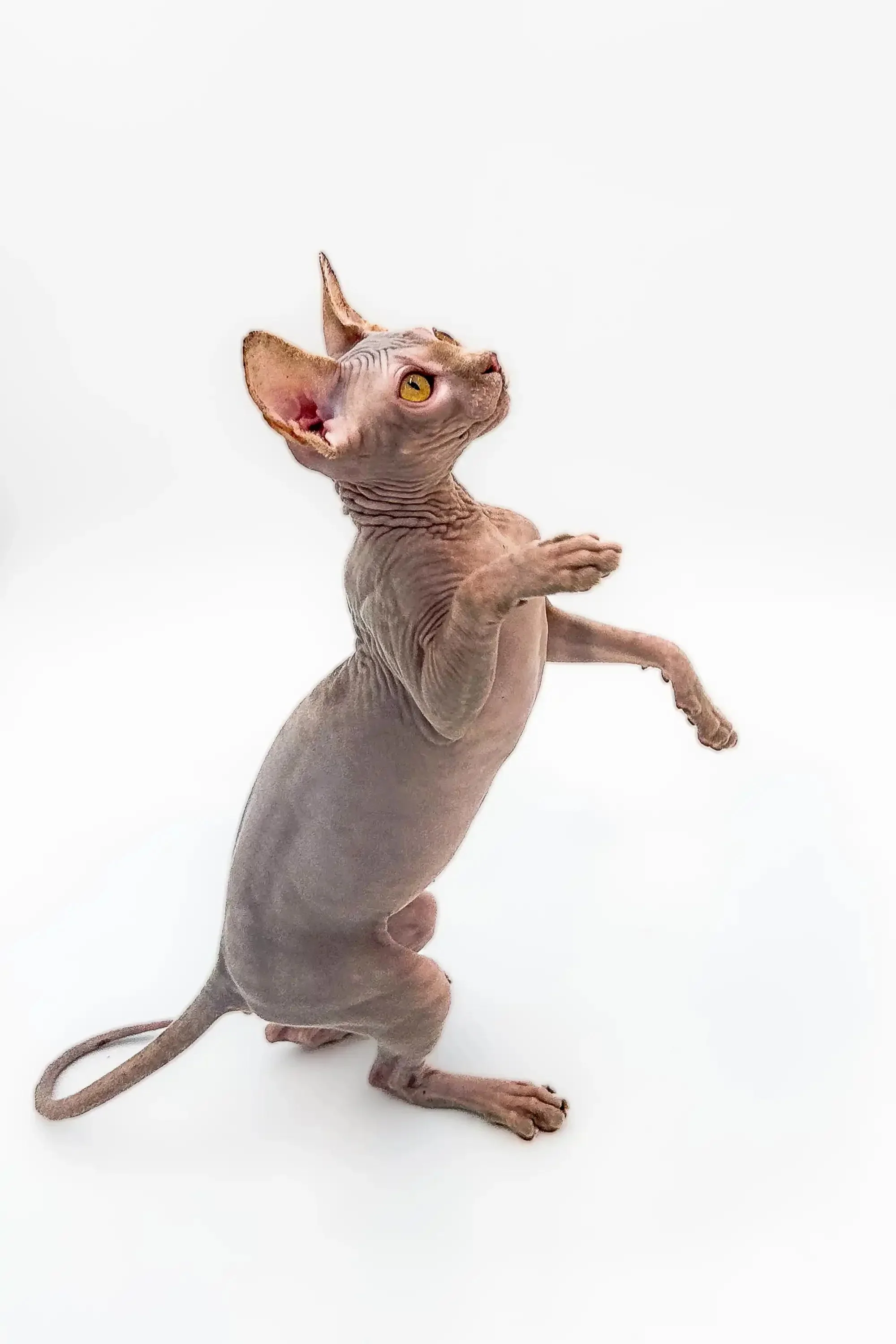 Sally | Sphynx Kitten - Image 21