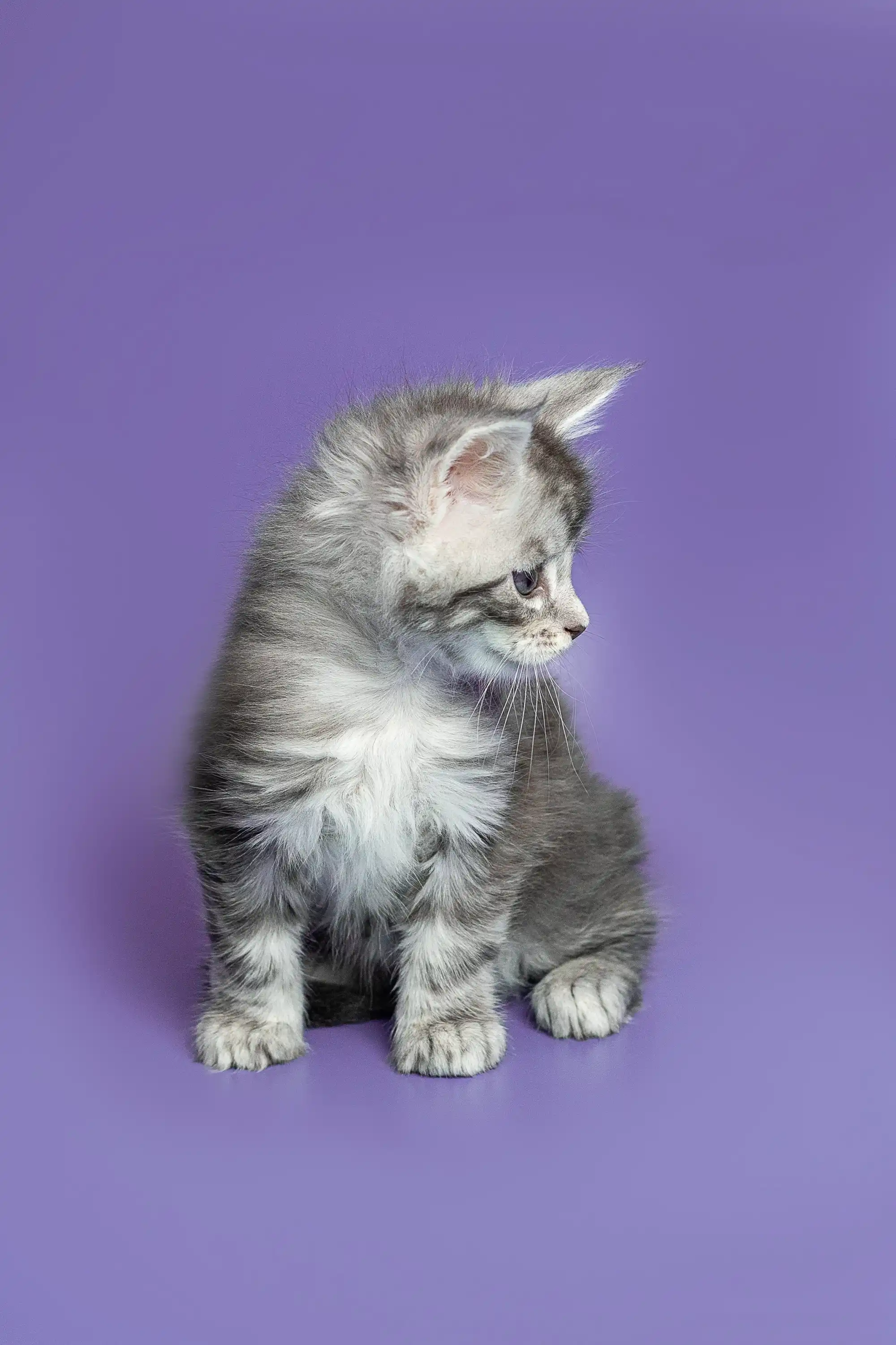 Sam | Maine Coon Kitten - Image 9