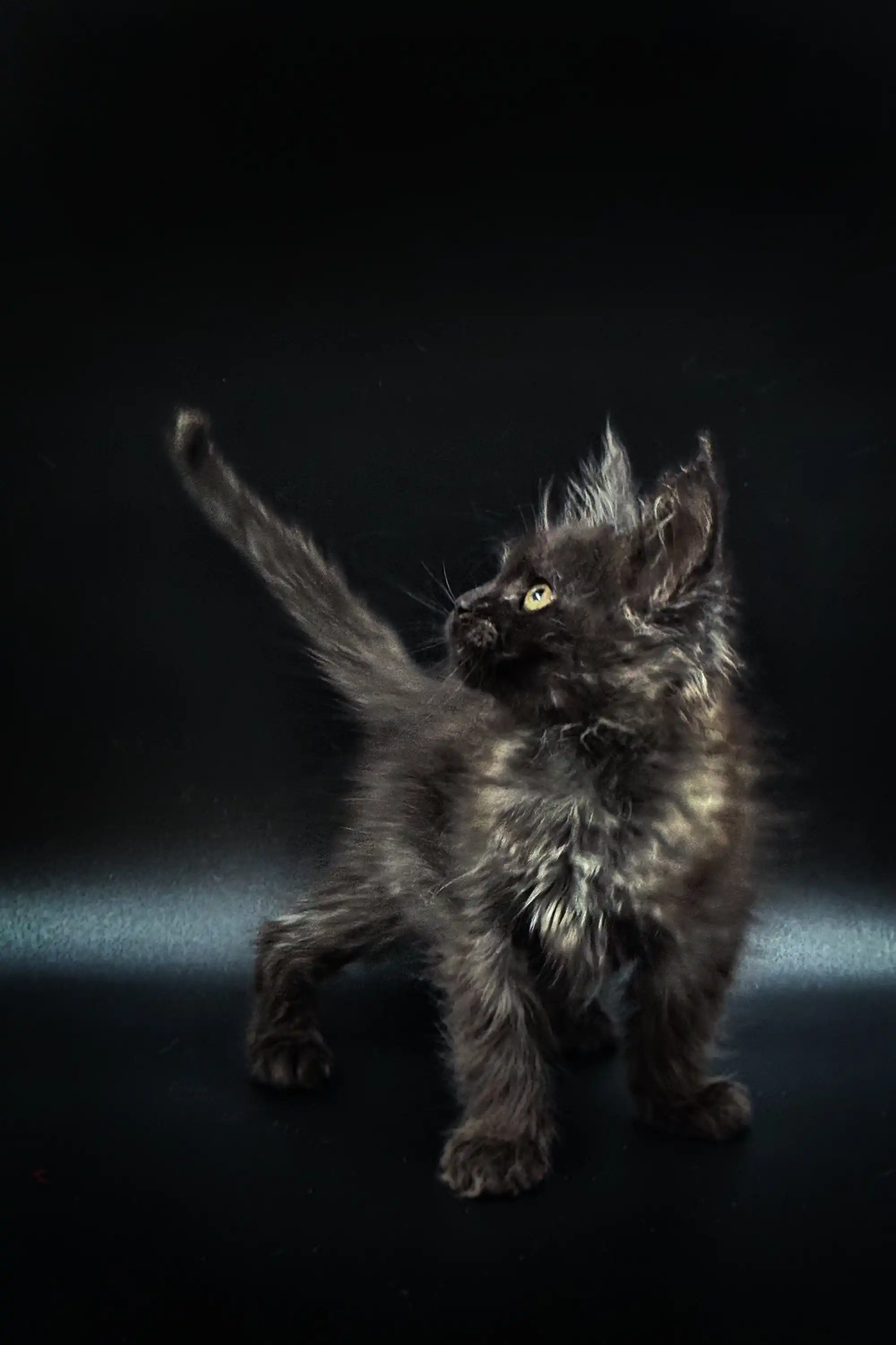Samira | Maine Coon Kitten - Image 2