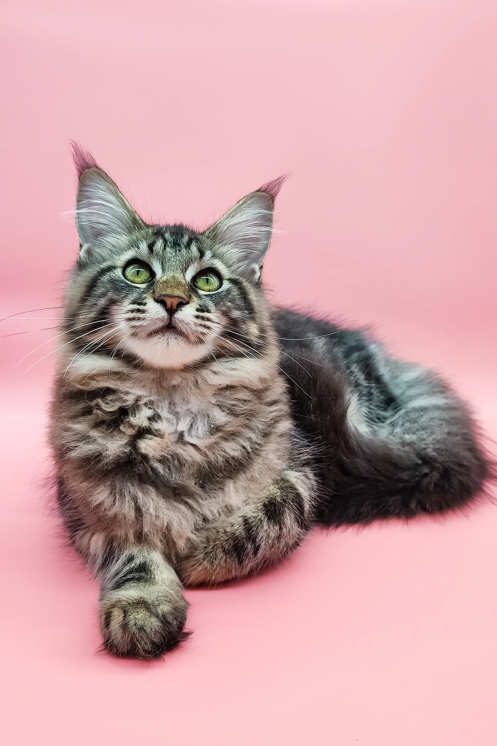 Samson | Maine Coon Kitten - Image 2