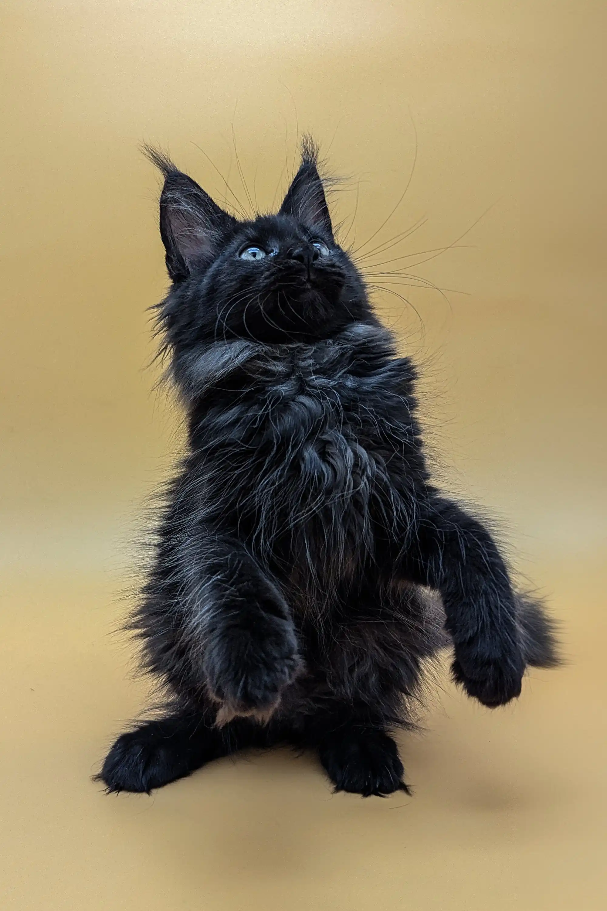 Samya | Maine Coon Kitten - Image 7