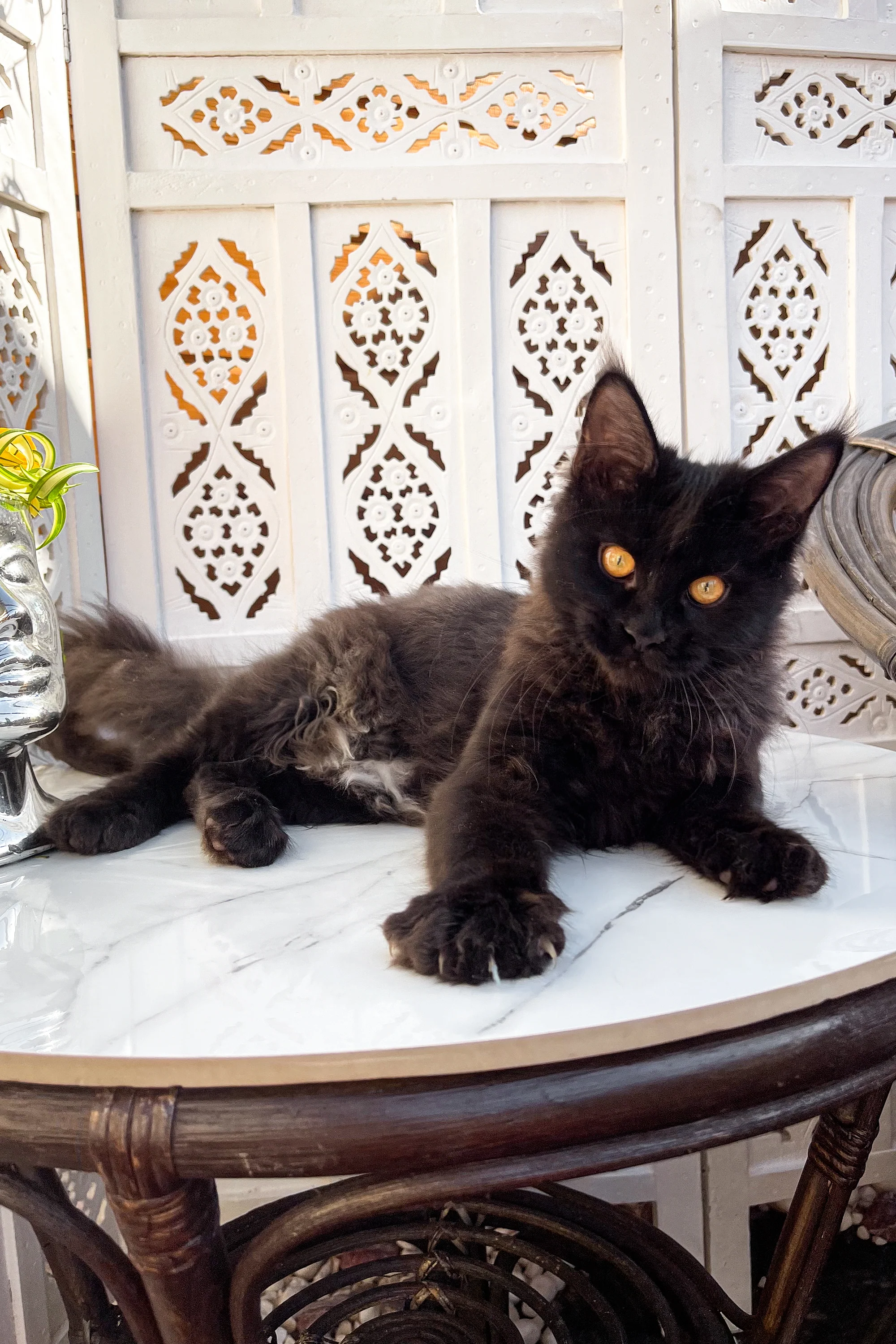 Sana | Maine Coon Kitten - Image 3