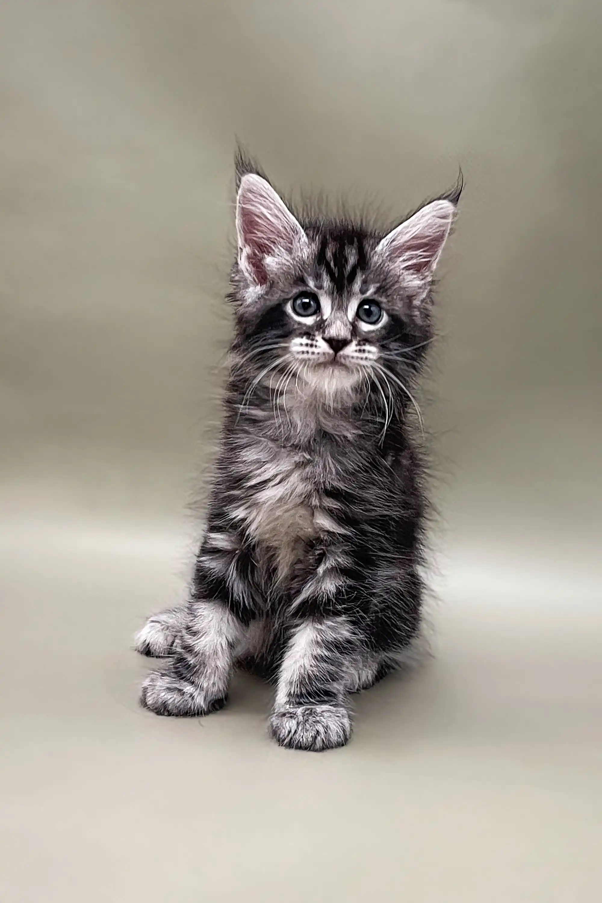 Sandal | Maine Coon Kitten - Image 4