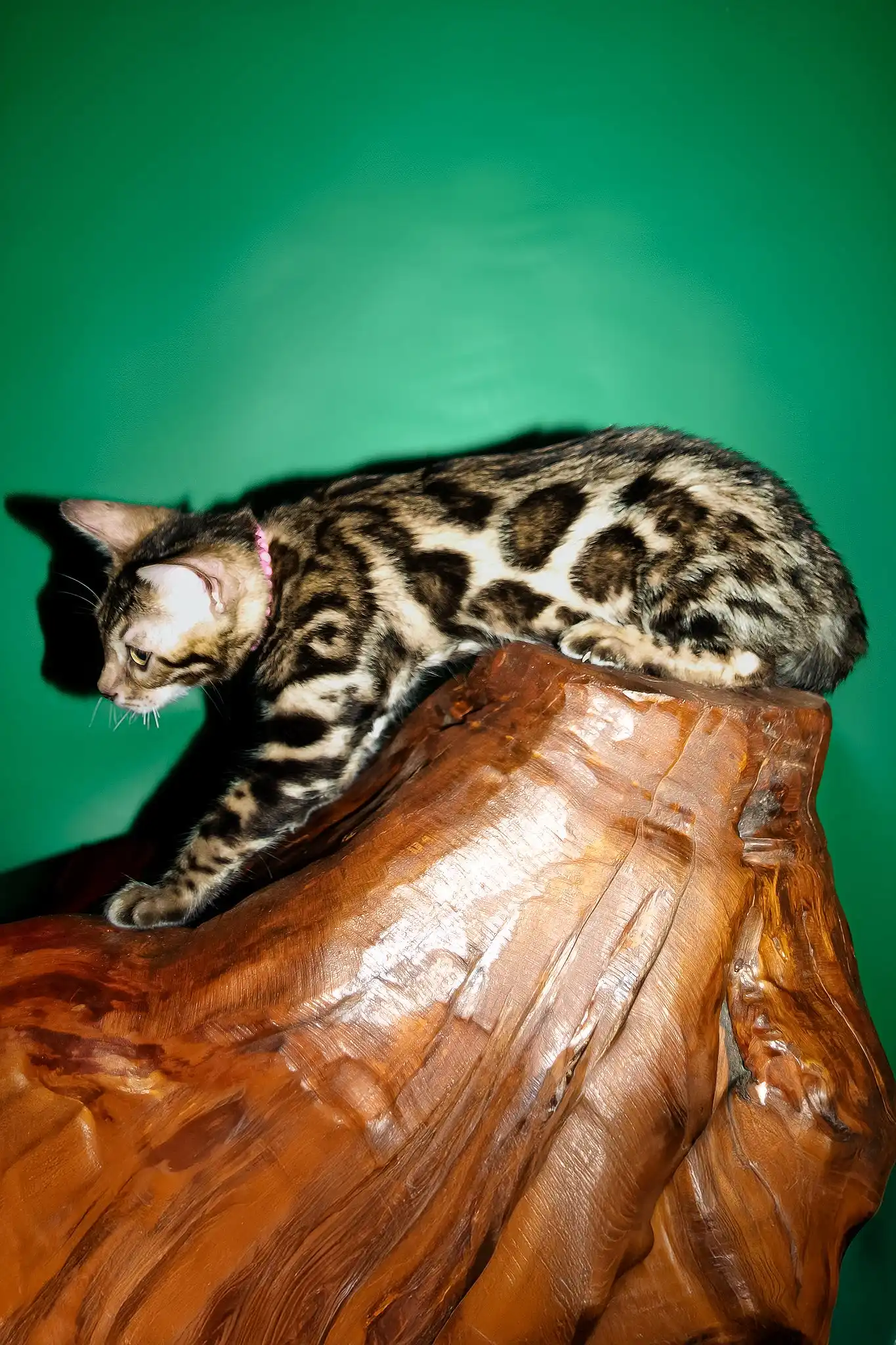 Sandria | Bengal Kitten - Image 4