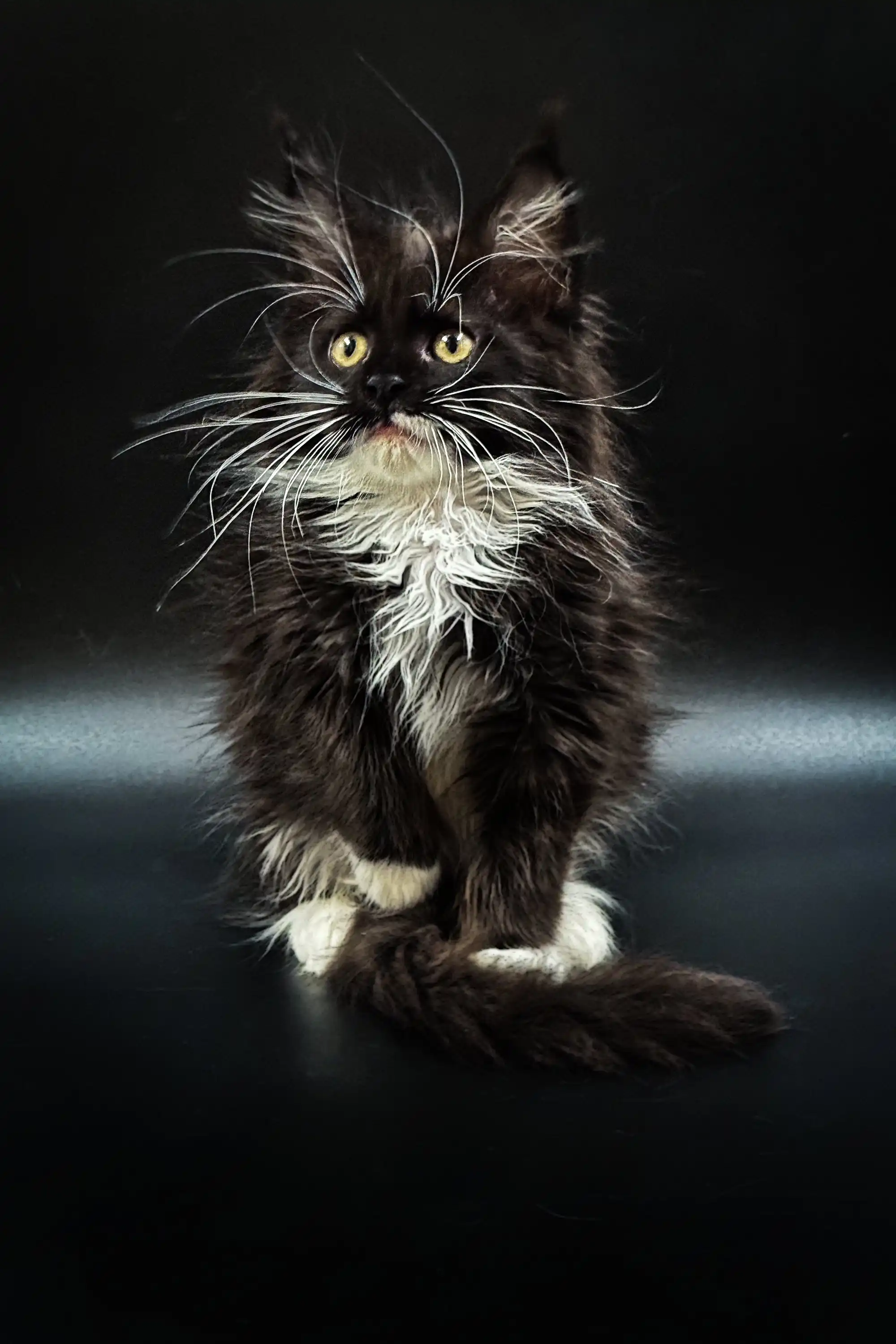 Santa | Maine Coon Kitten - Image 3