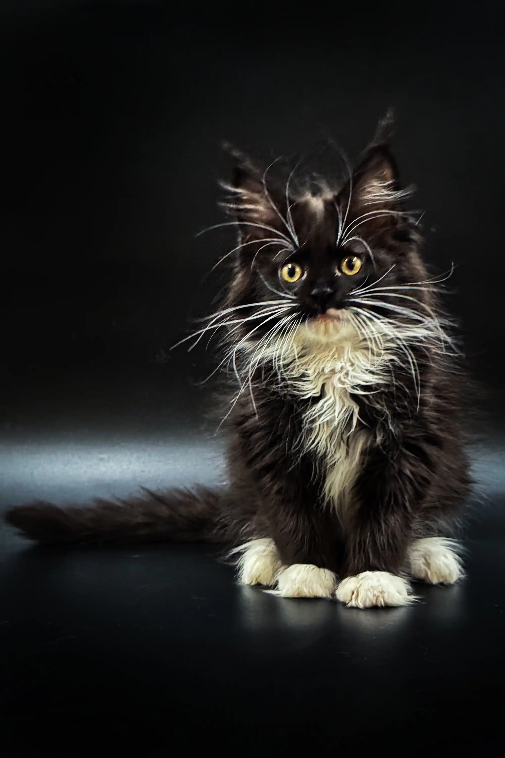Santa | Maine Coon Kitten - Image 4