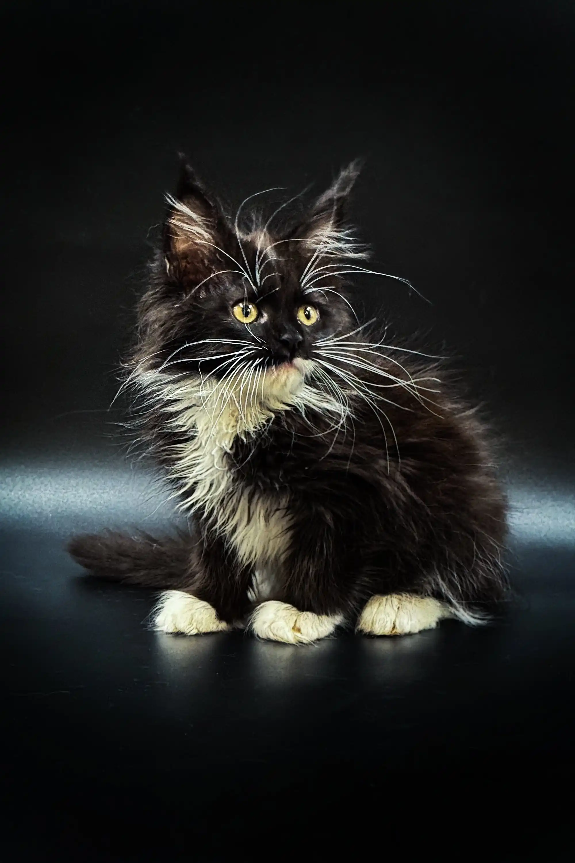 Santa | Maine Coon Kitten - Image 6