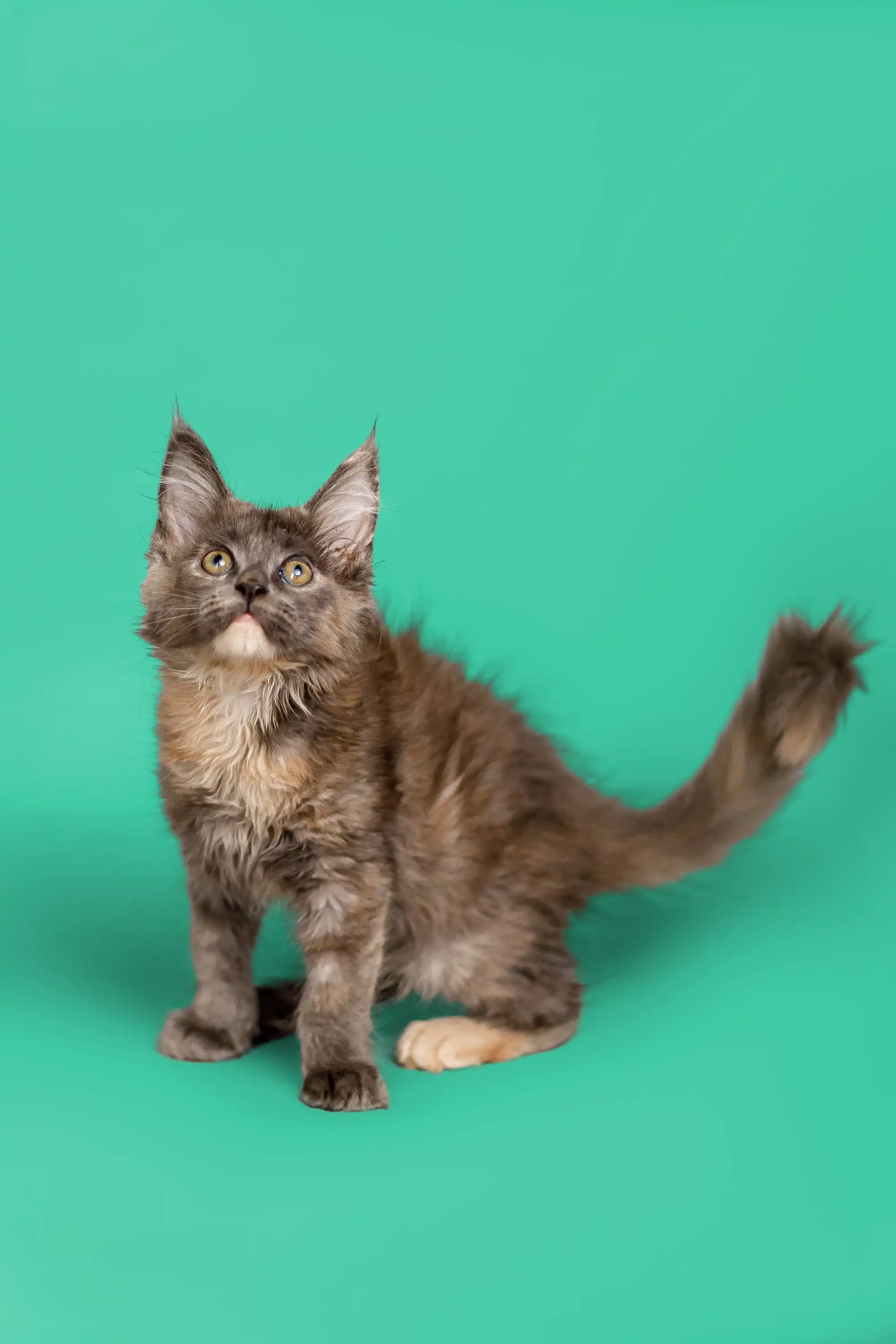 Sasha | Maine Coon Kitten - Image 13