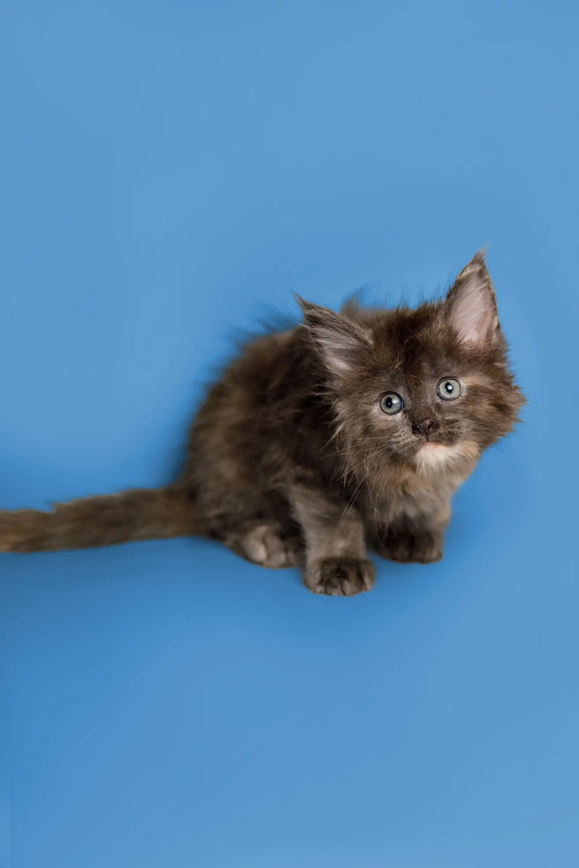 Sasha | Maine Coon Kitten - Image 23